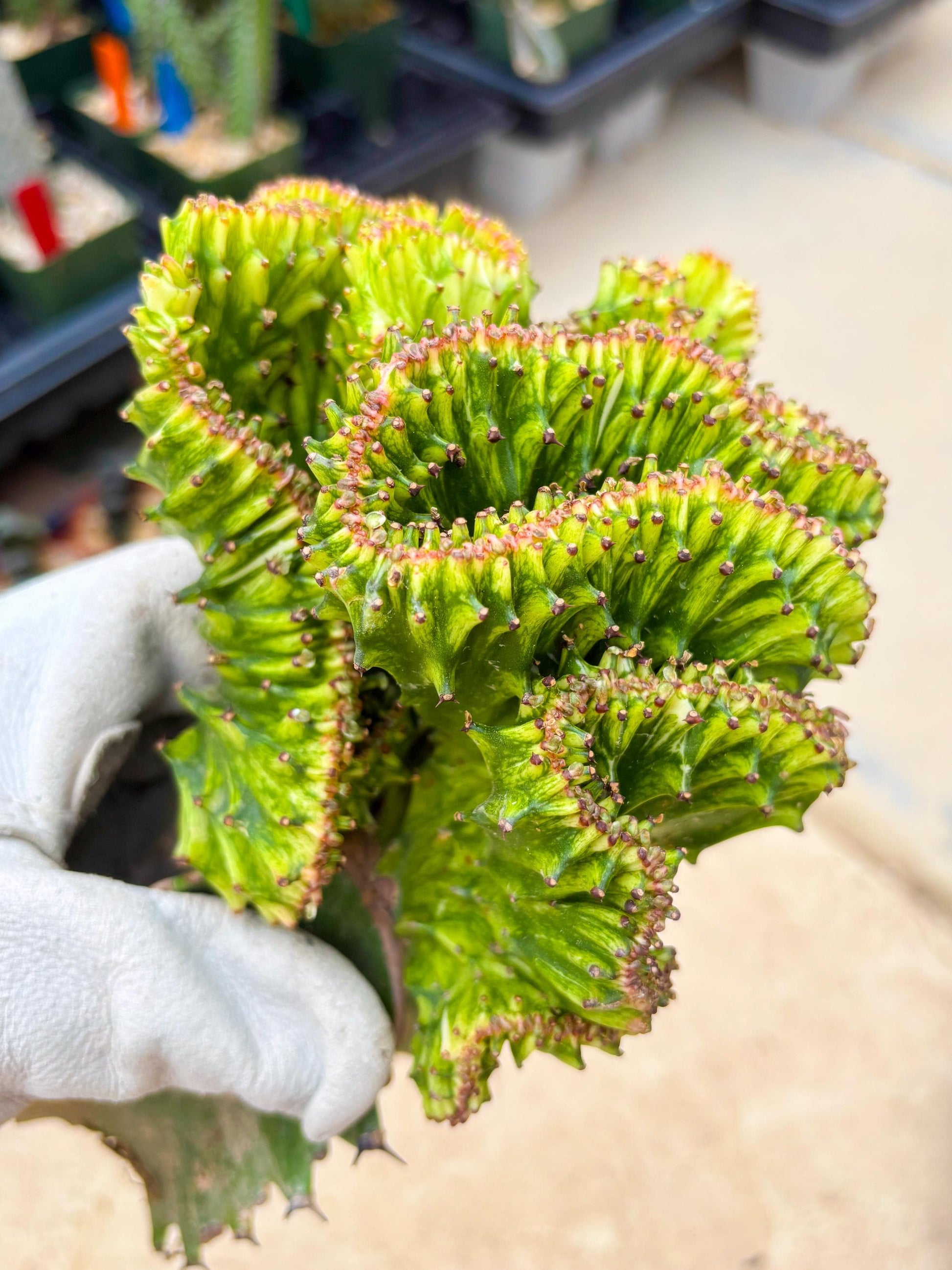 Large Lactea Crested Grafted (#4) | You get the exact Plant!!!!