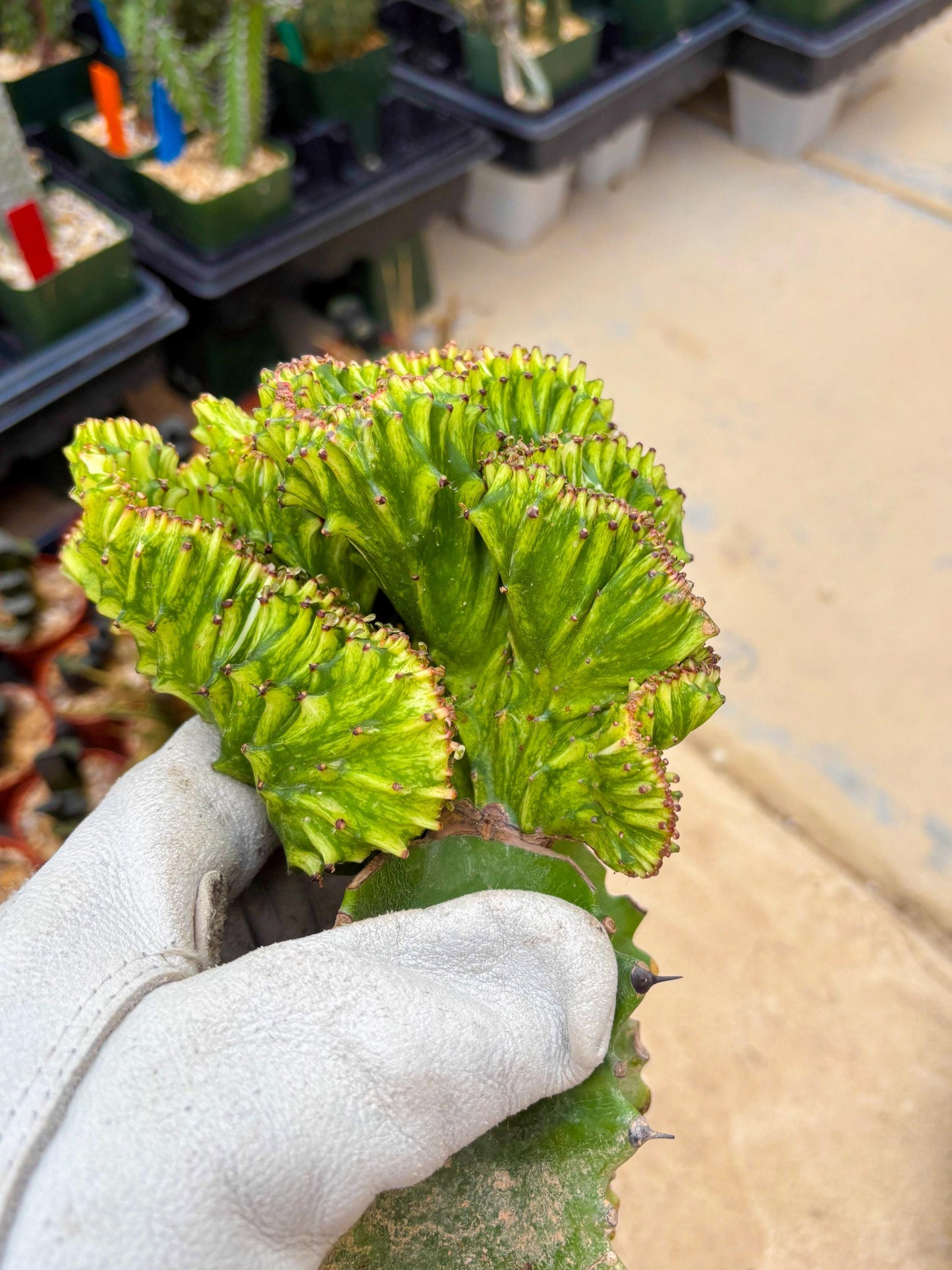 Large Lactea Crested Grafted (#4) | You get the exact Plant!!!!