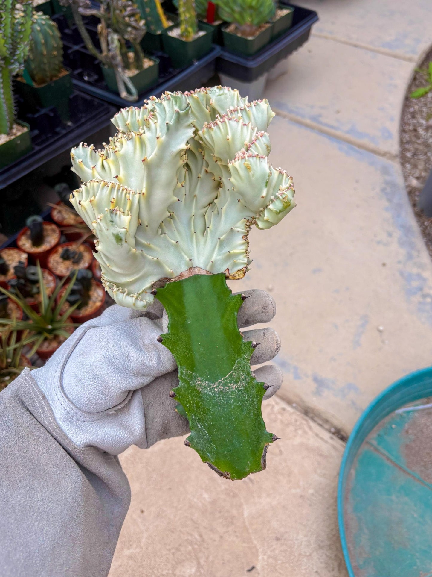 Large Lactea Crested Grafted (#5) | You get the exact Plant!!!!