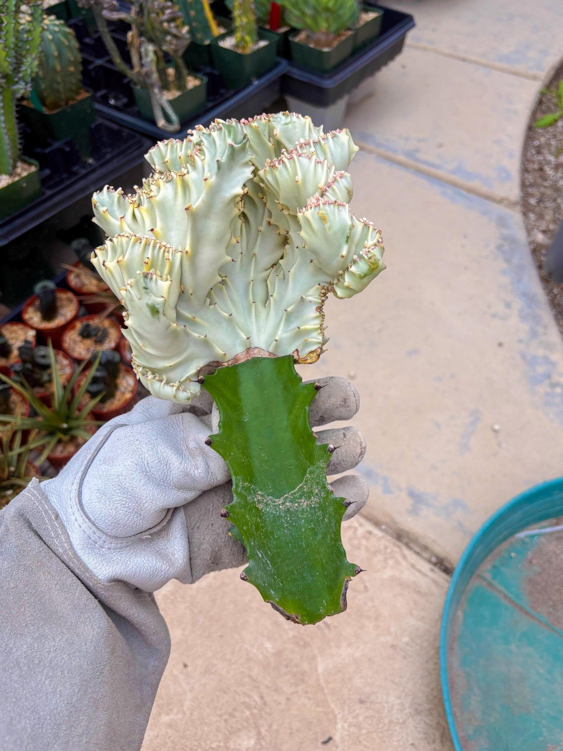 Large Lactea Crested Grafted (#5) | You get the exact Plant!!!!