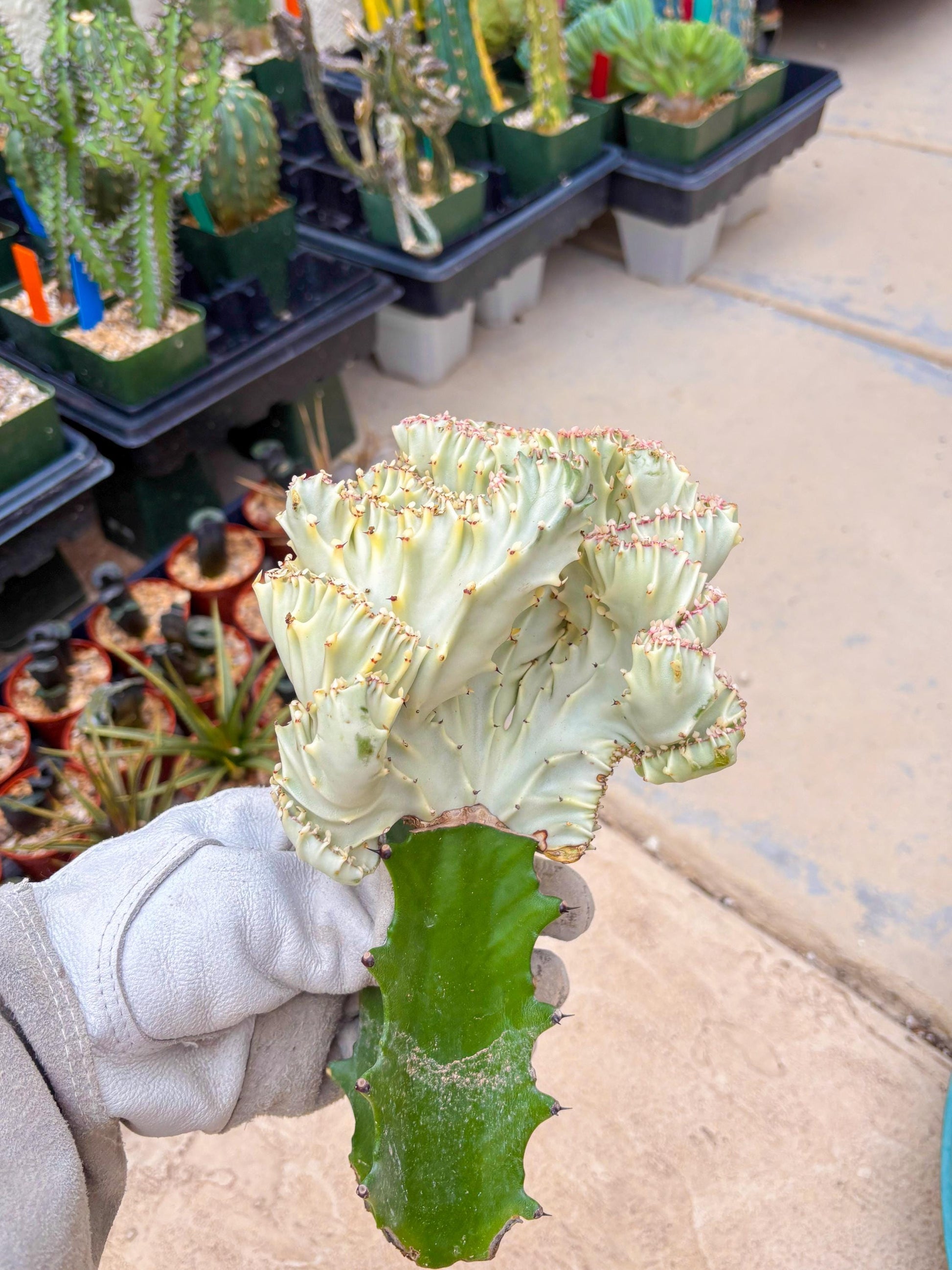 Large Lactea Crested Grafted (#5) | You get the exact Plant!!!!