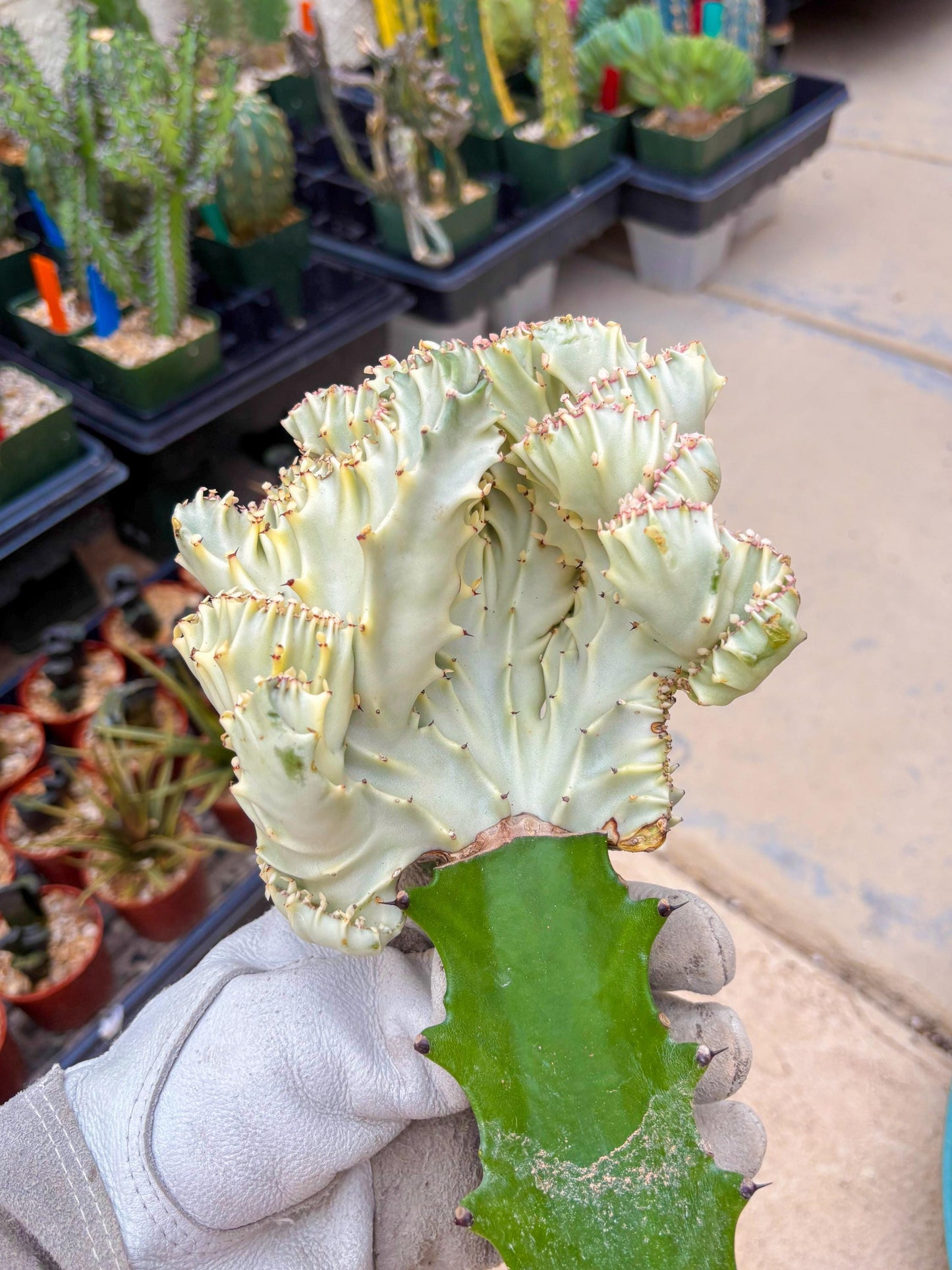 Large Lactea Crested Grafted (#5) | You get the exact Plant!!!!