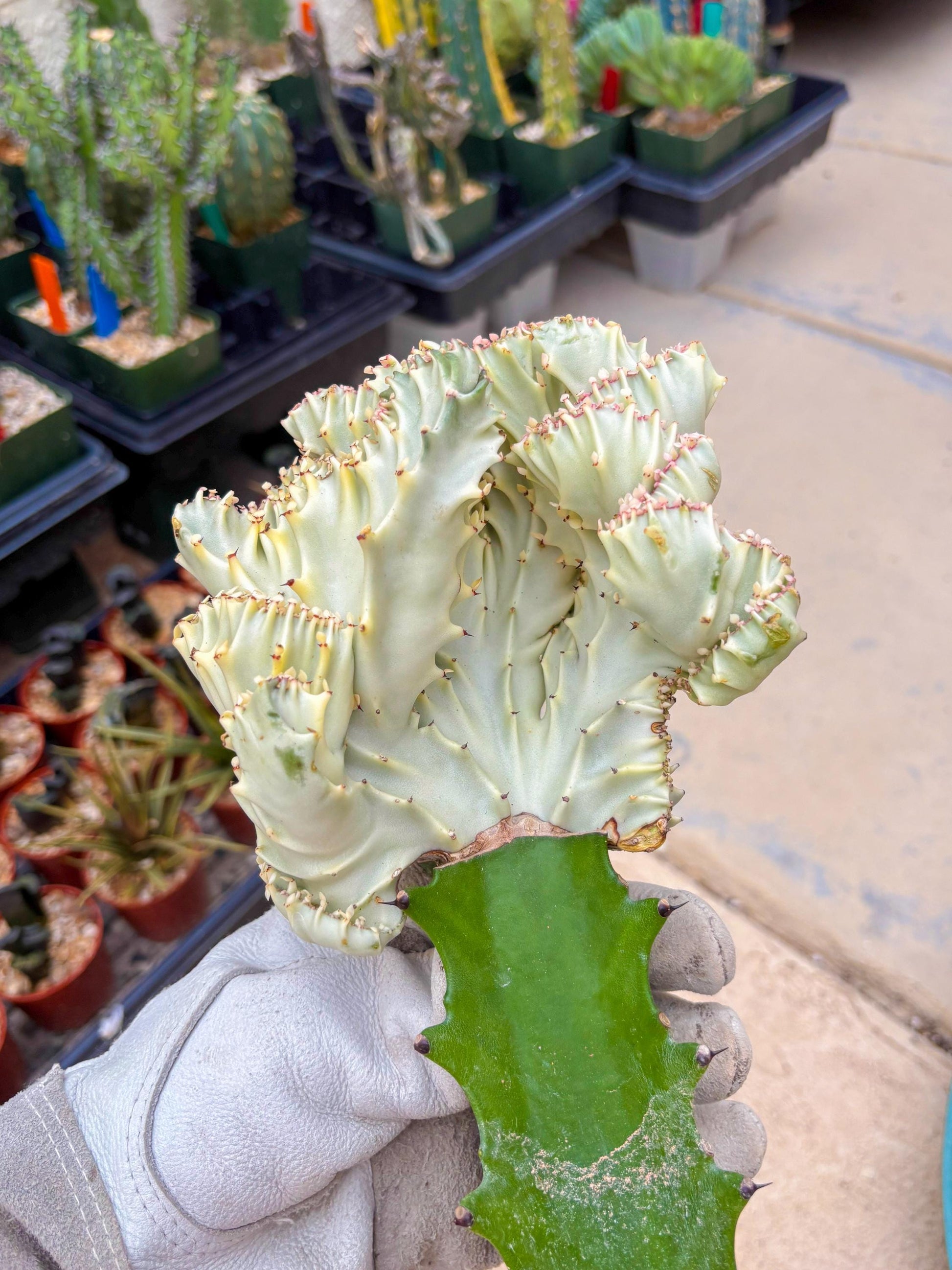 Large Lactea Crested Grafted (#5) | You get the exact Plant!!!!