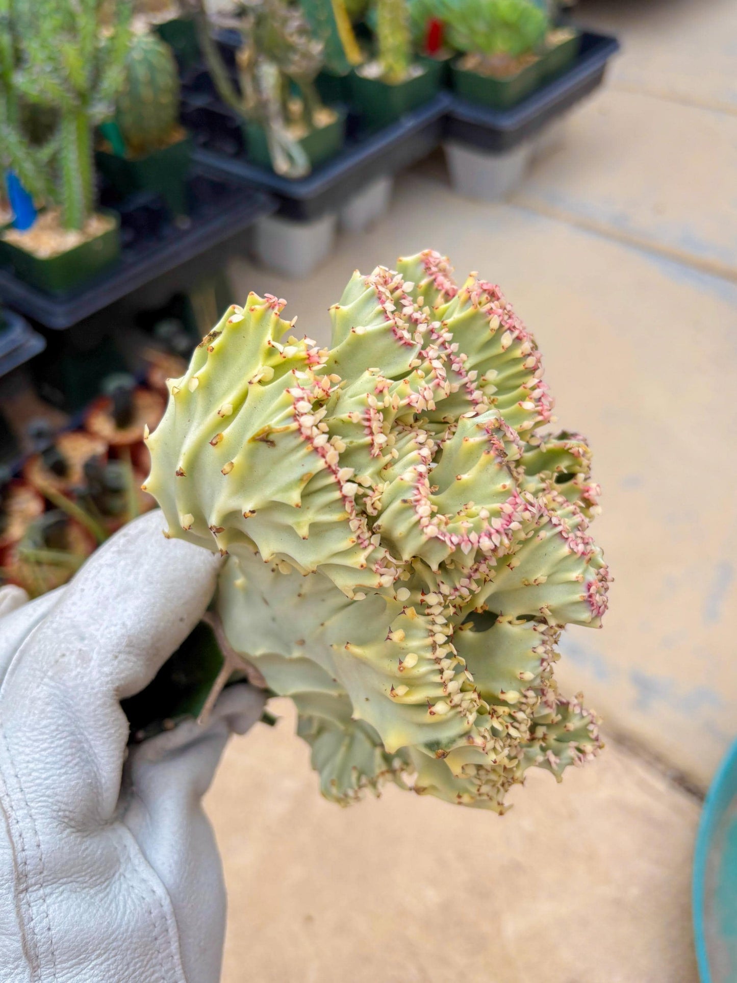 Large Lactea Crested Grafted (#5) | You get the exact Plant!!!!