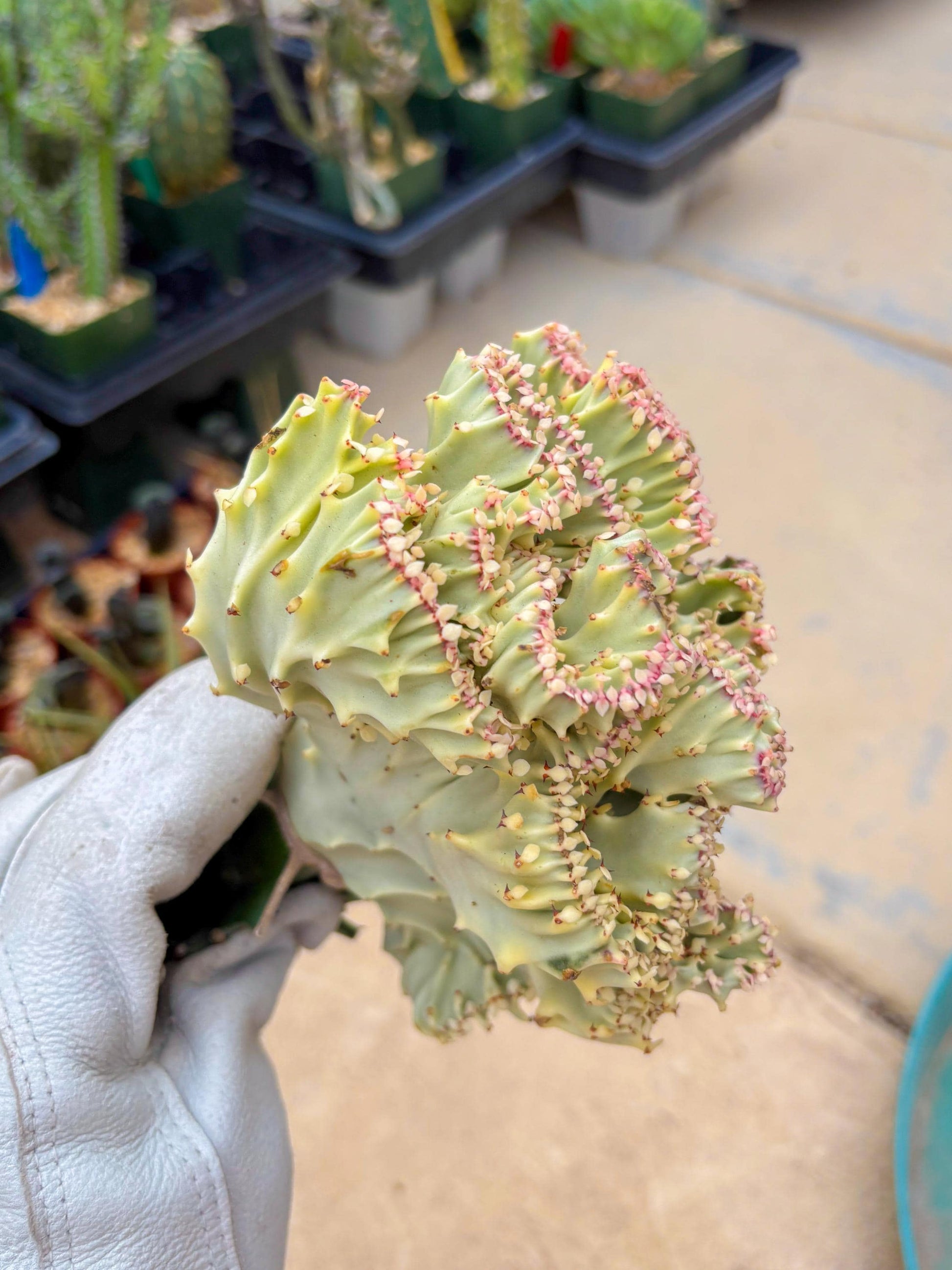 Large Lactea Crested Grafted (#5) | You get the exact Plant!!!!