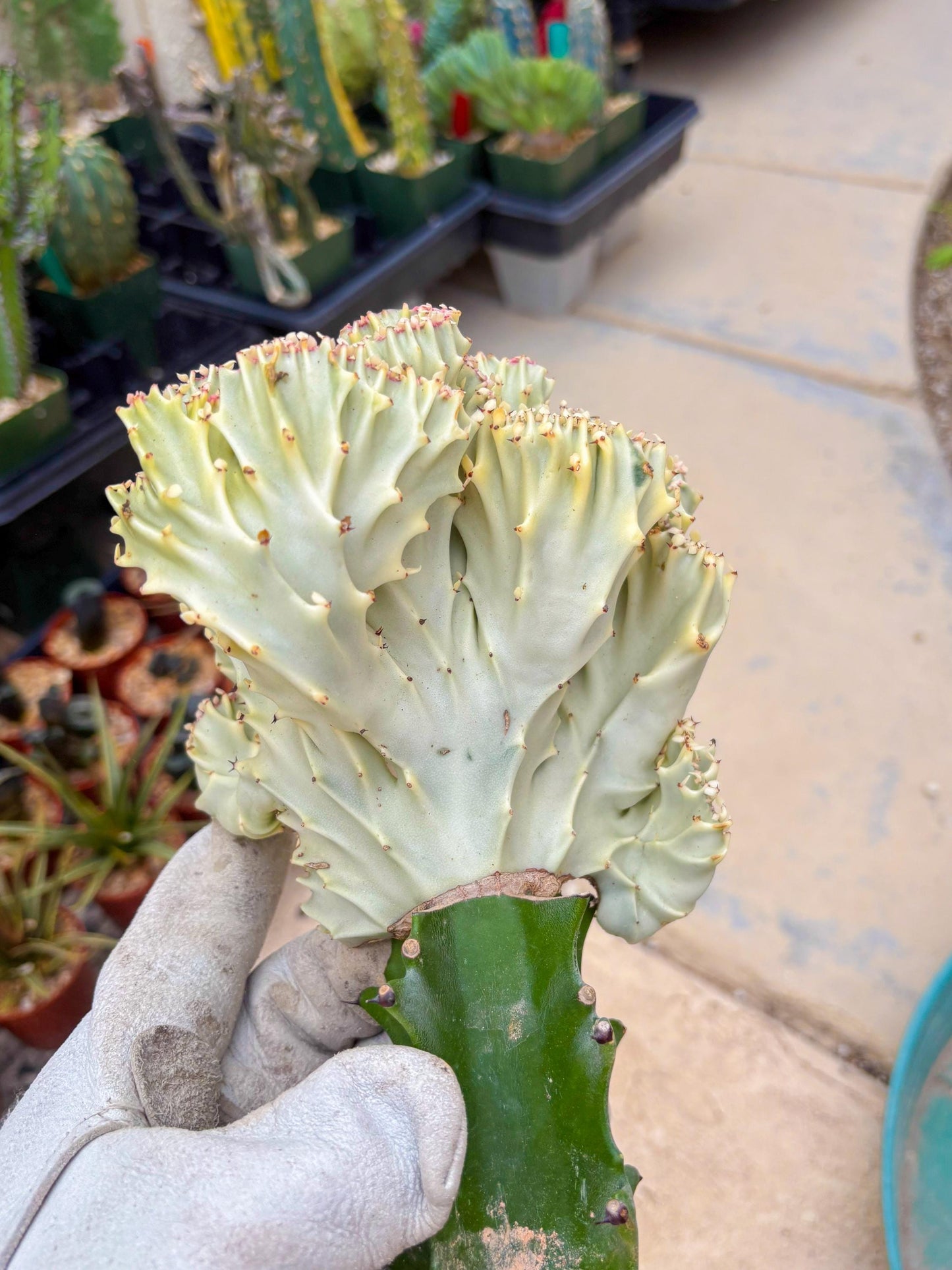 Large Lactea Crested Grafted (#5) | You get the exact Plant!!!!