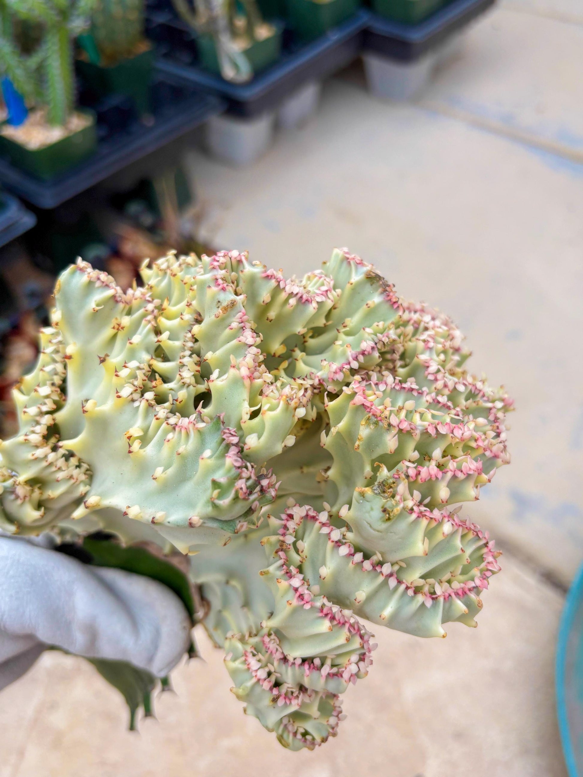 Large Lactea Crested Grafted (#5) | You get the exact Plant!!!!