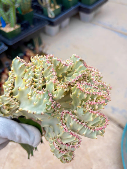 Large Lactea Crested Grafted (#5) | You get the exact Plant!!!!