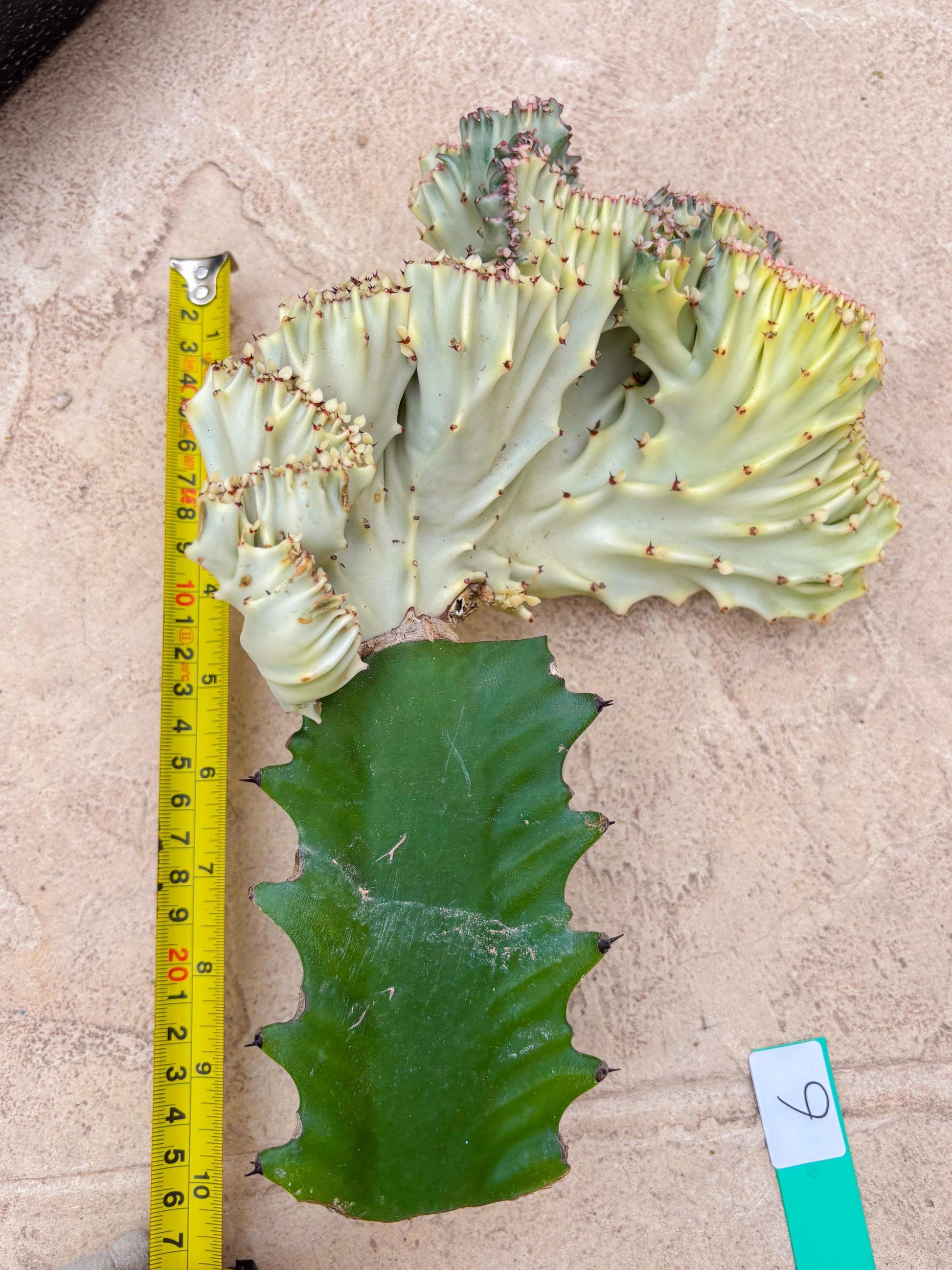 Large Lactea Crested Grafted (#6) | You get the exact Plant!!!!