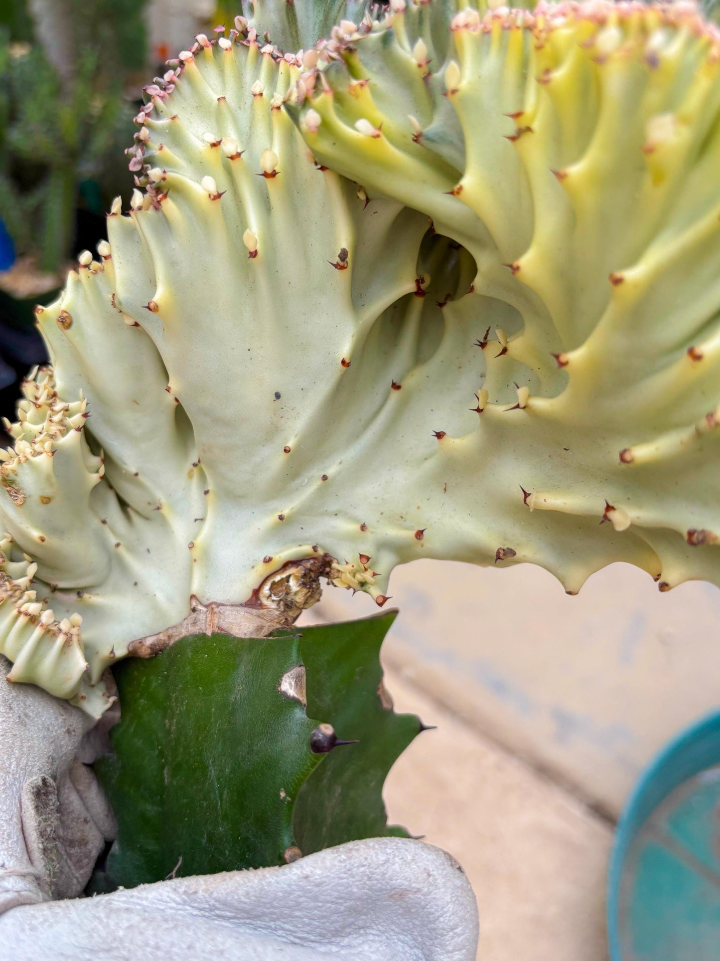 Large Lactea Crested Grafted (#6) | You get the exact Plant!!!!