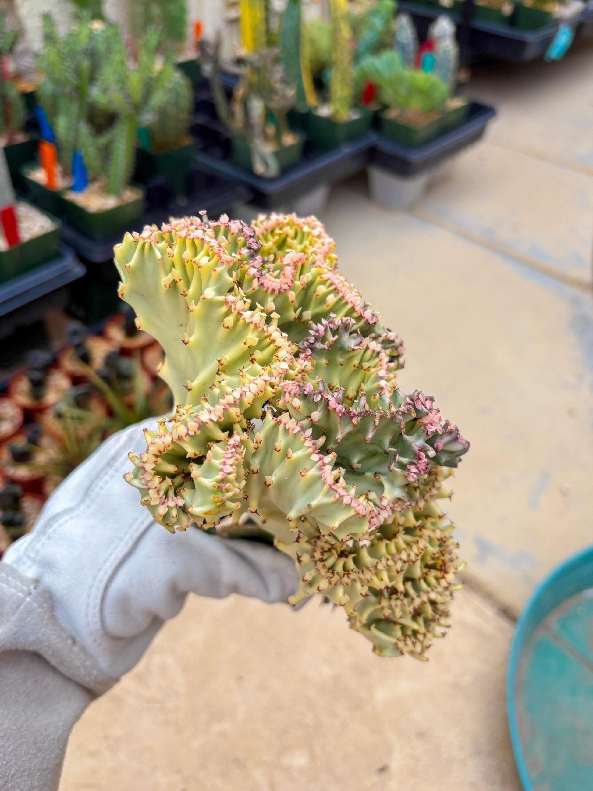 Large Lactea Crested Grafted (#6) | You get the exact Plant!!!!