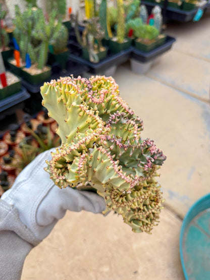 Large Lactea Crested Grafted (#6) | You get the exact Plant!!!!