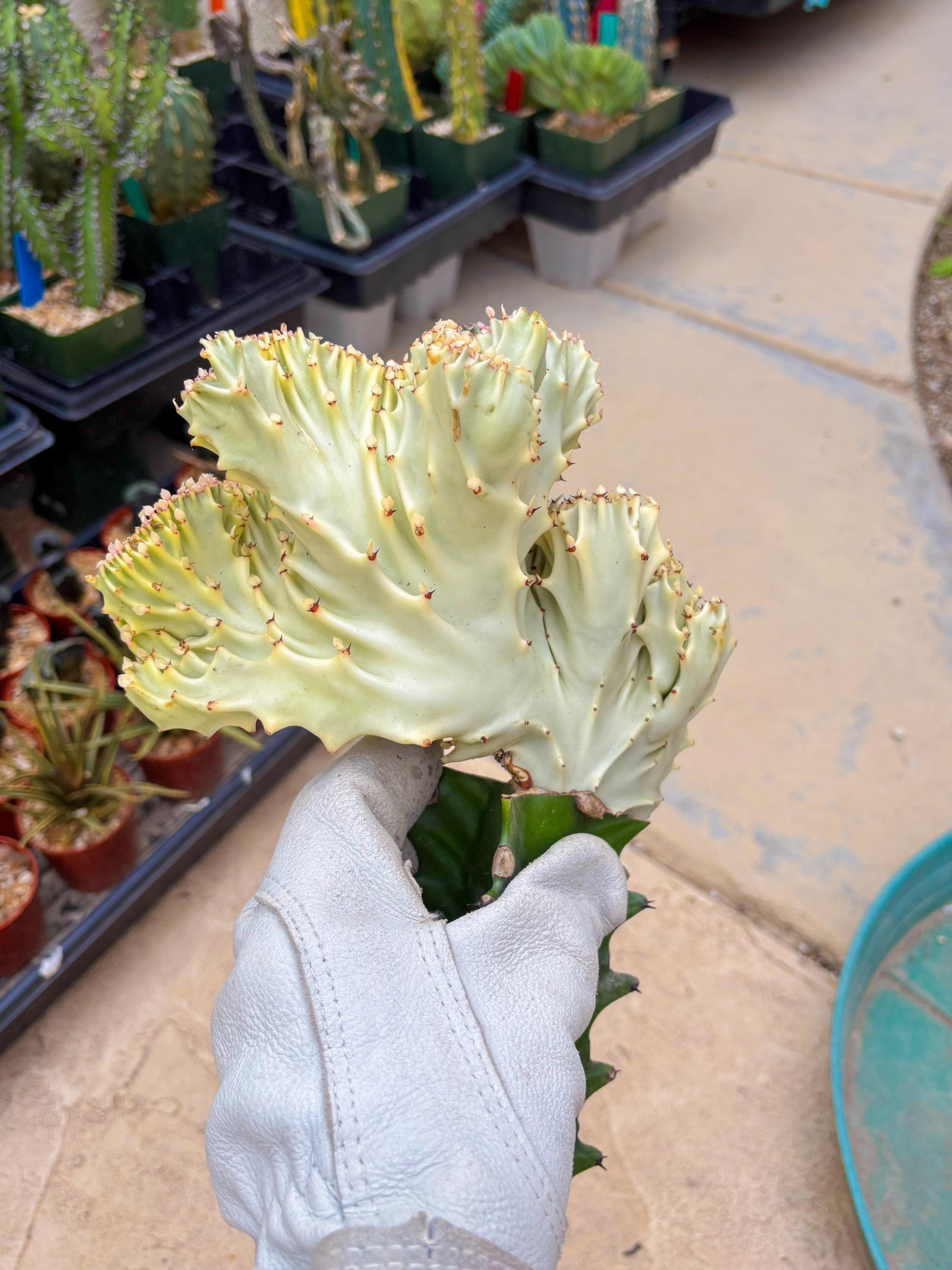 Large Lactea Crested Grafted (#6) | You get the exact Plant!!!!