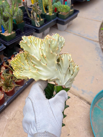 Large Lactea Crested Grafted (#6) | You get the exact Plant!!!!