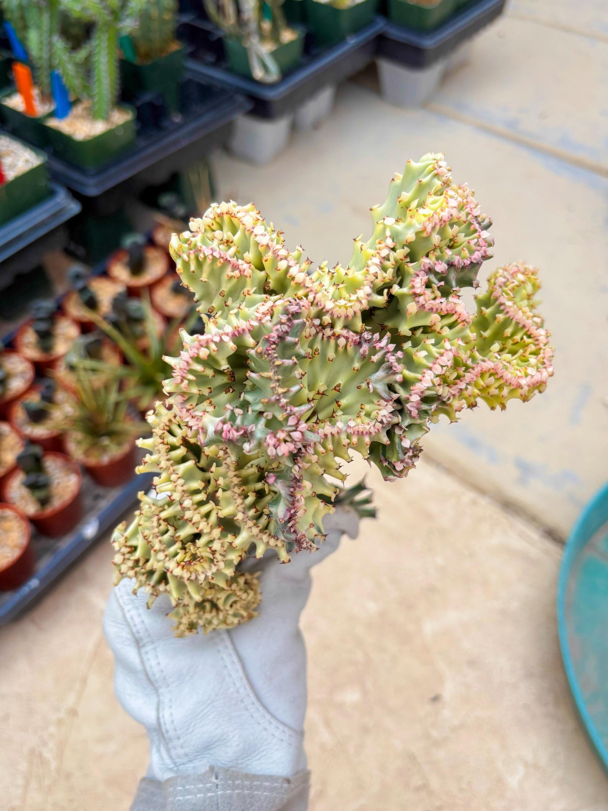 Large Lactea Crested Grafted (#6) | You get the exact Plant!!!!