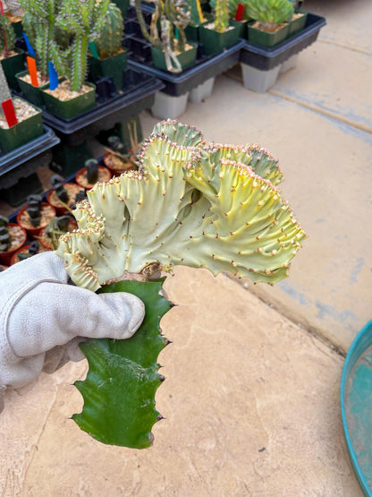 Large Lactea Crested Grafted (#6) | You get the exact Plant!!!!