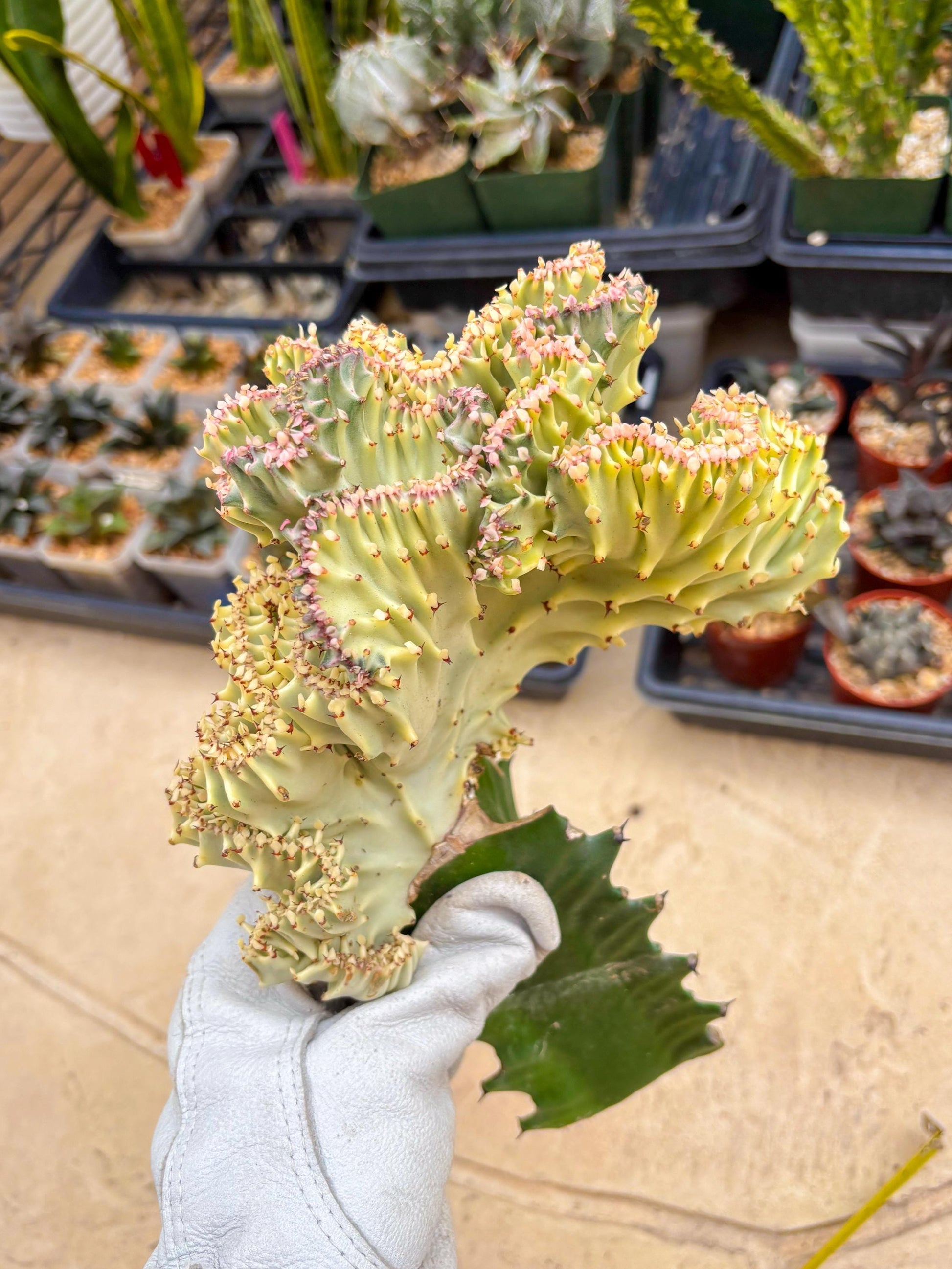 Large Lactea Crested Grafted (#6) | You get the exact Plant!!!!