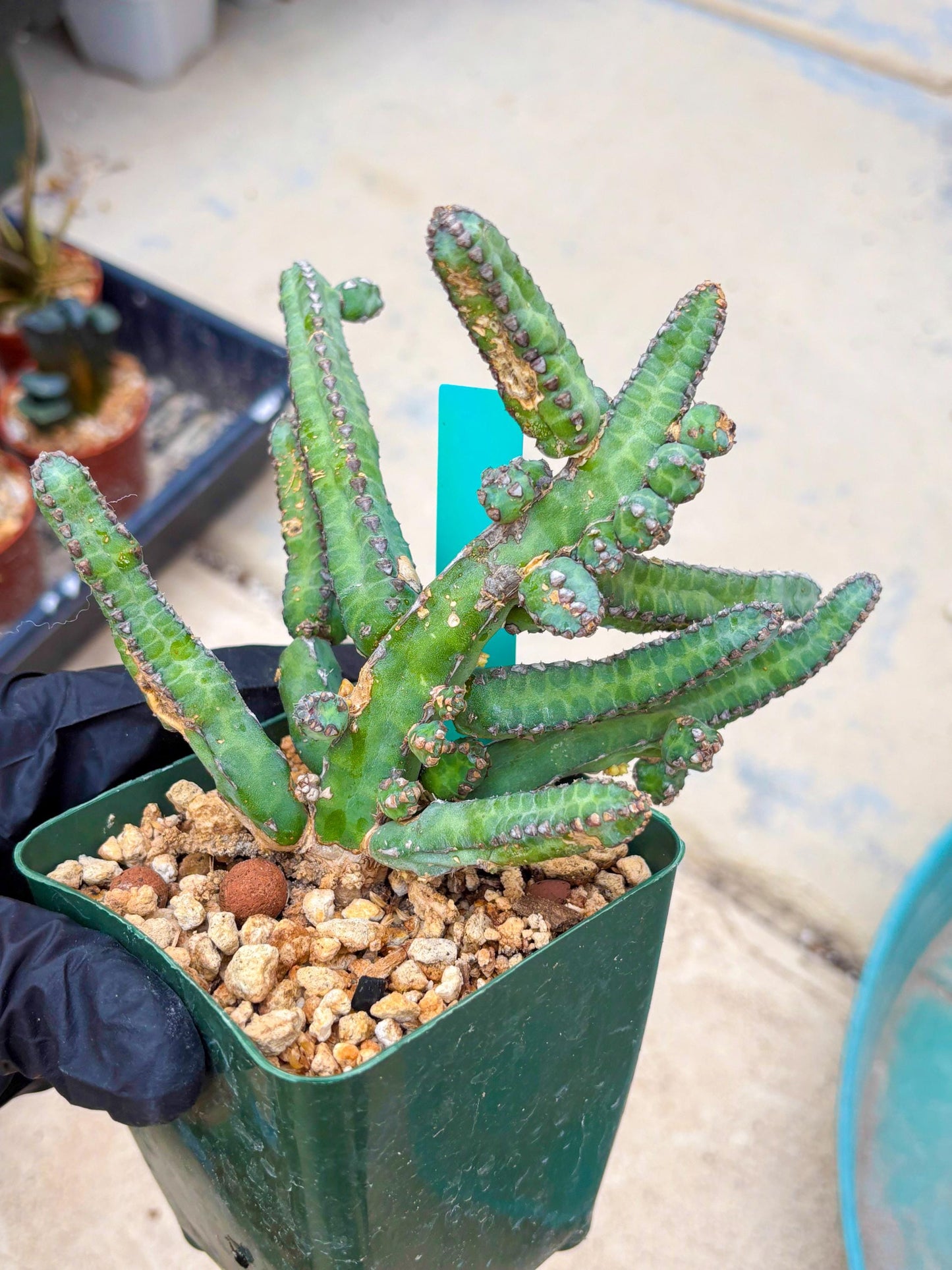 Euphorb Heterochroma (G) | Hard to Import!!! Each Branch can be propagated