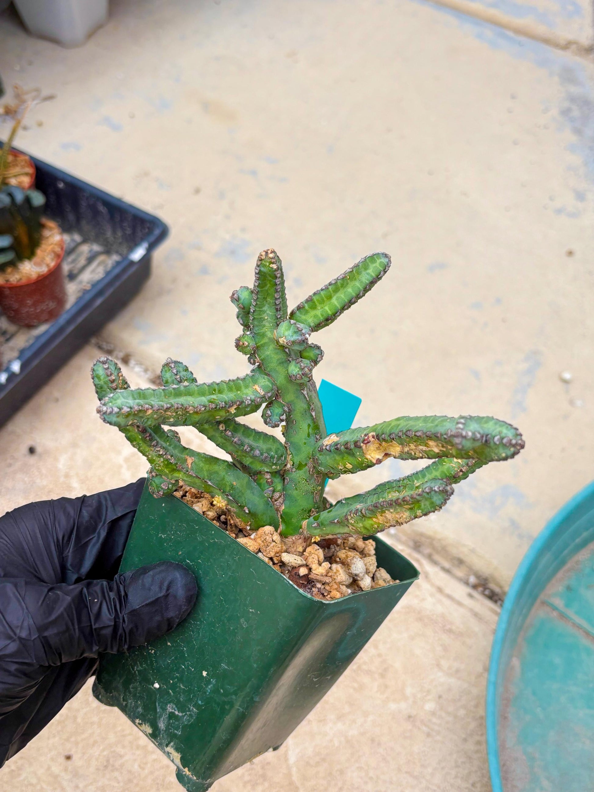 Euphorb Heterochroma (G) | Hard to Import!!! Each Branch can be propagated