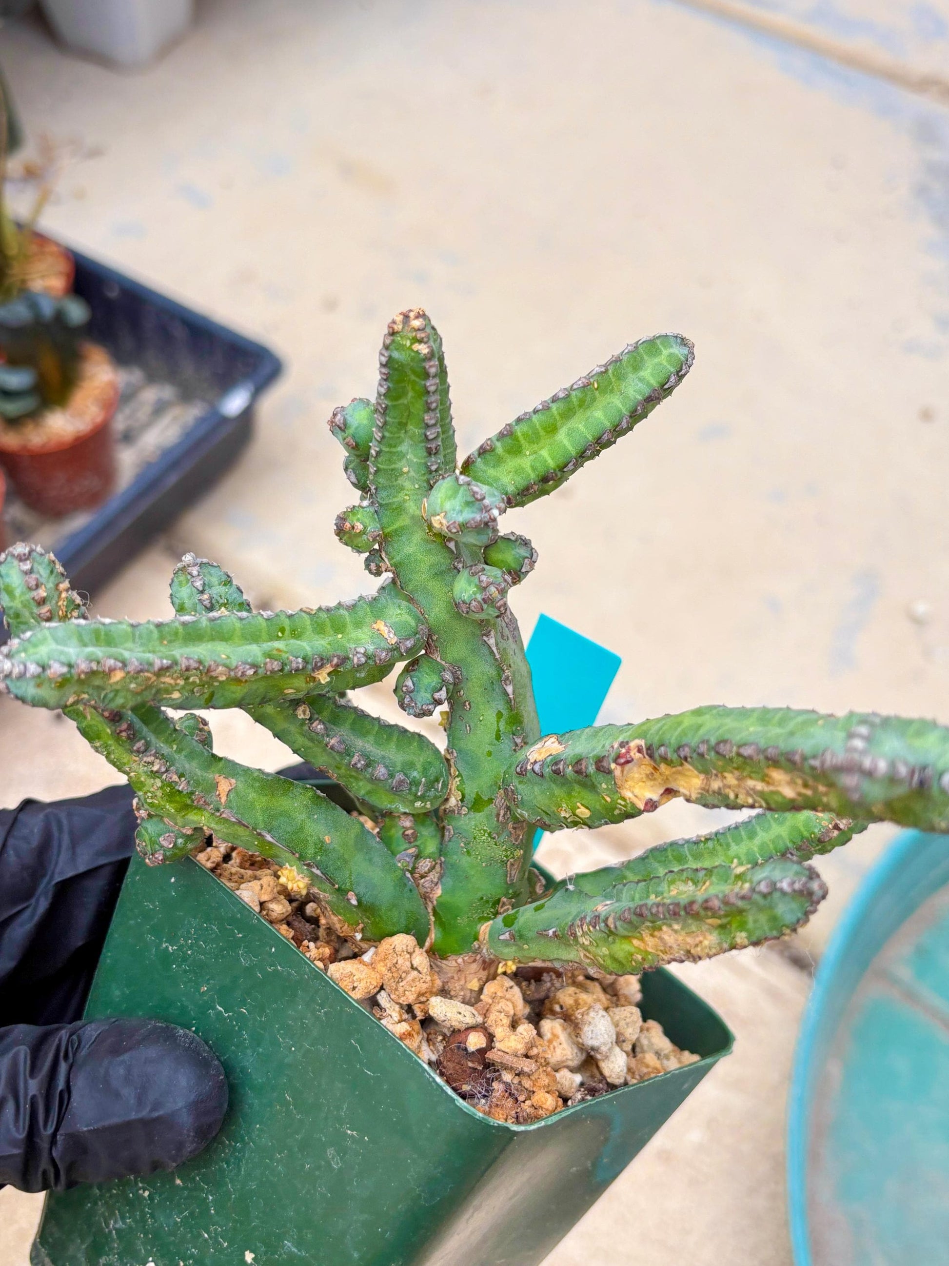 Euphorb Heterochroma (G) | Hard to Import!!! Each Branch can be propagated