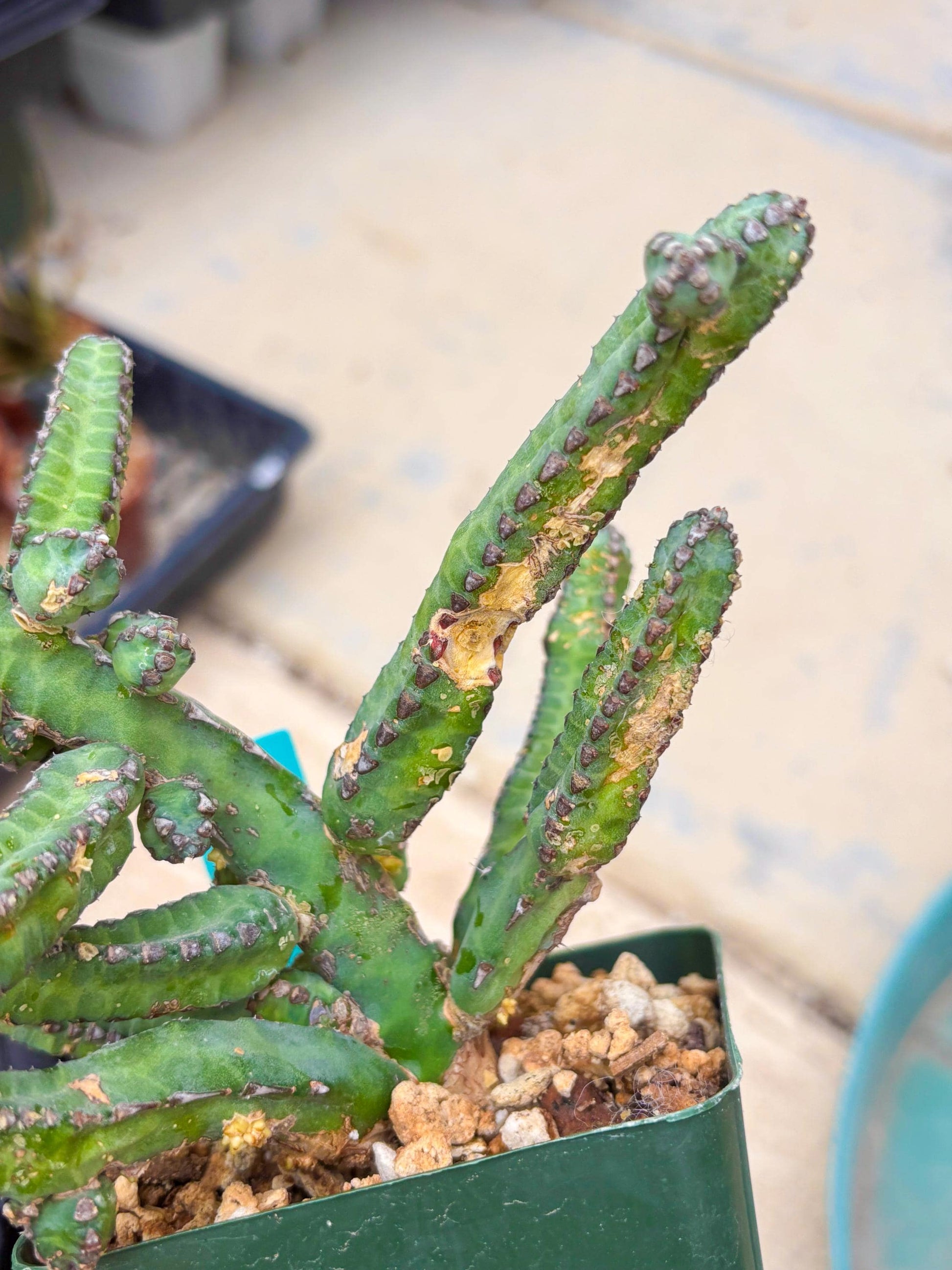 Euphorb Heterochroma (G) | Hard to Import!!! Each Branch can be propagated