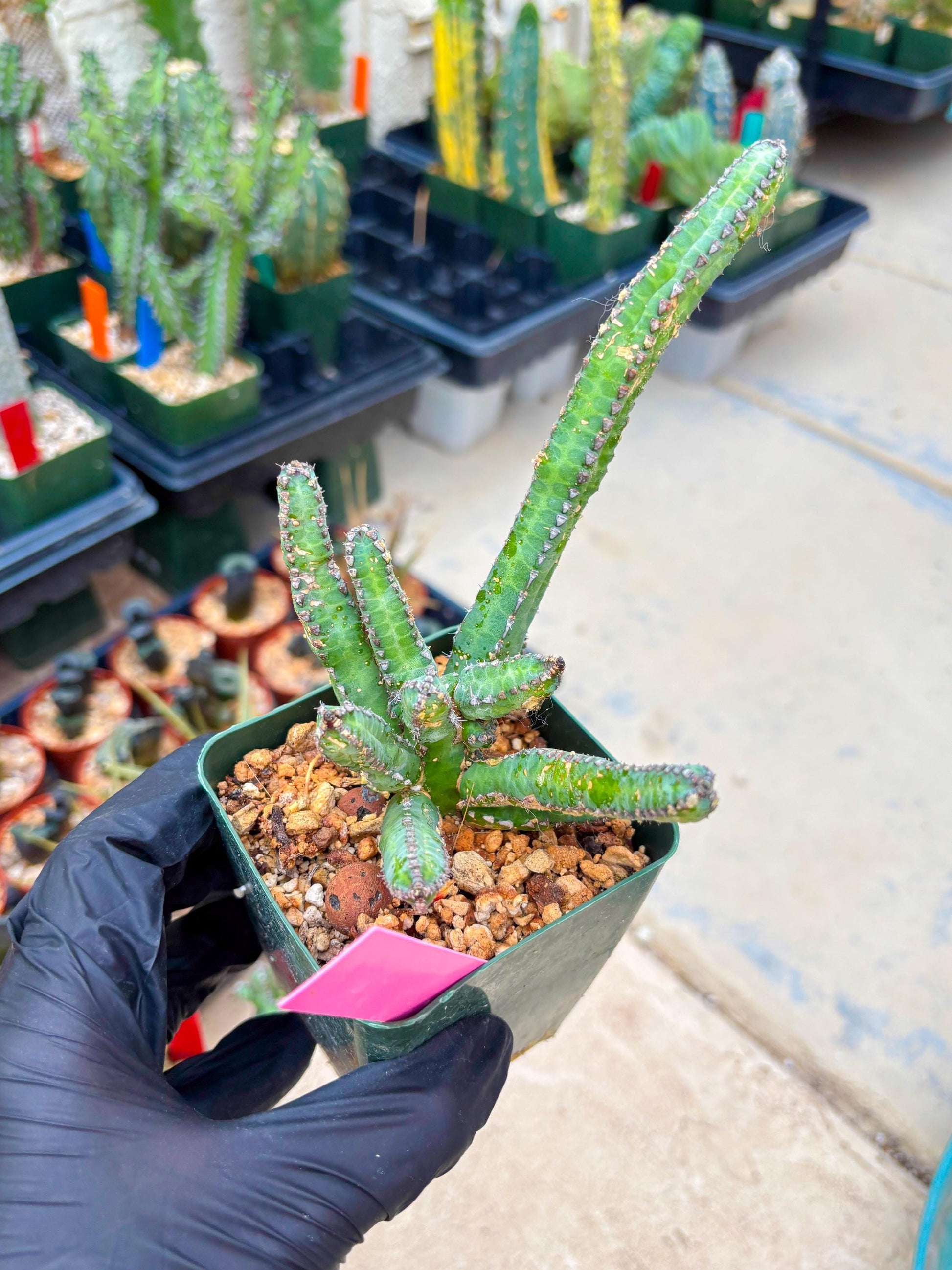 Euphorb Heterochroma (P) | Hard to Import!!! Each Branch can be propagated