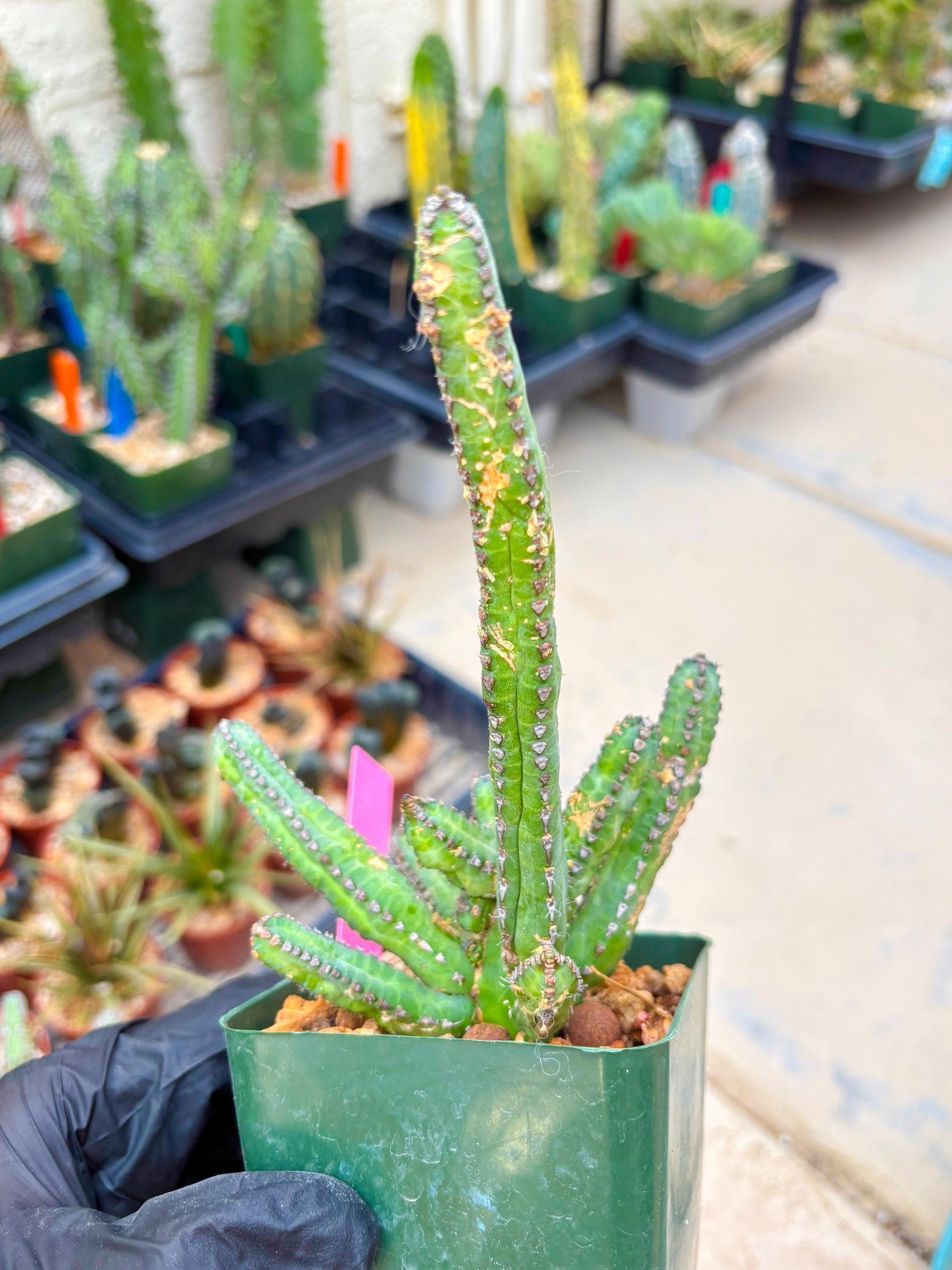 Euphorb Heterochroma (P) | Hard to Import!!! Each Branch can be propagated