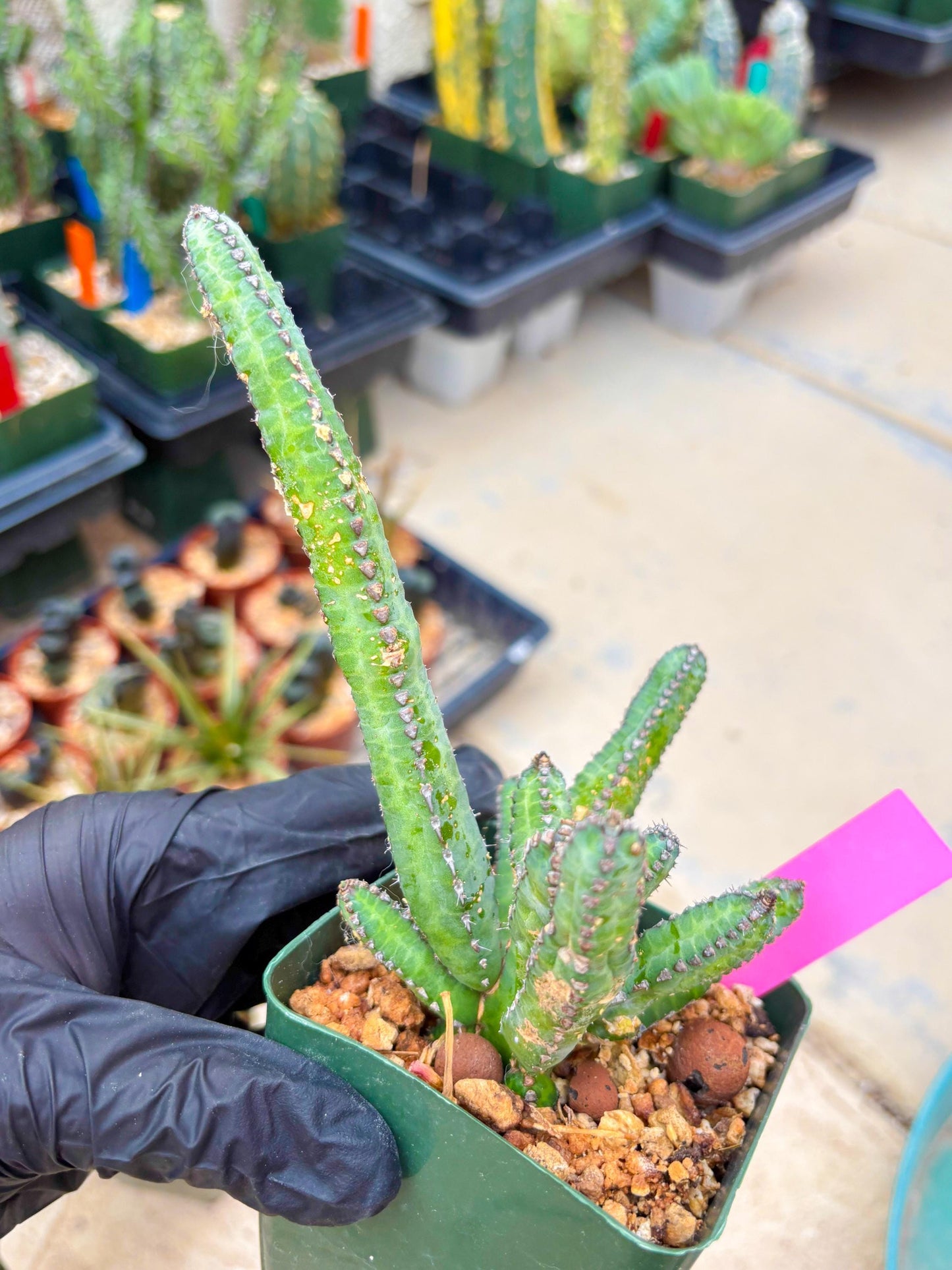 Euphorb Heterochroma (P) | Hard to Import!!! Each Branch can be propagated