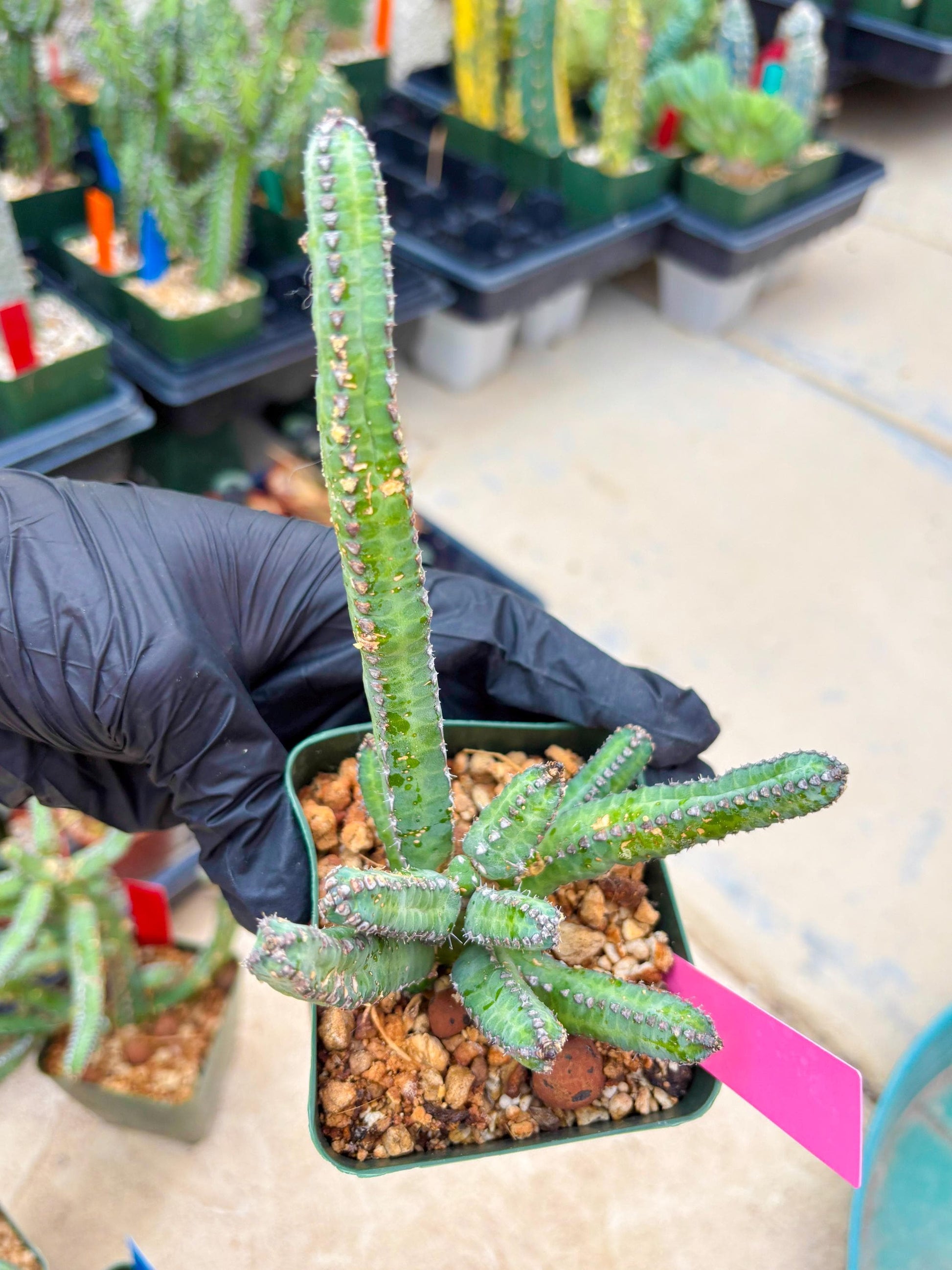 Euphorb Heterochroma (P) | Hard to Import!!! Each Branch can be propagated