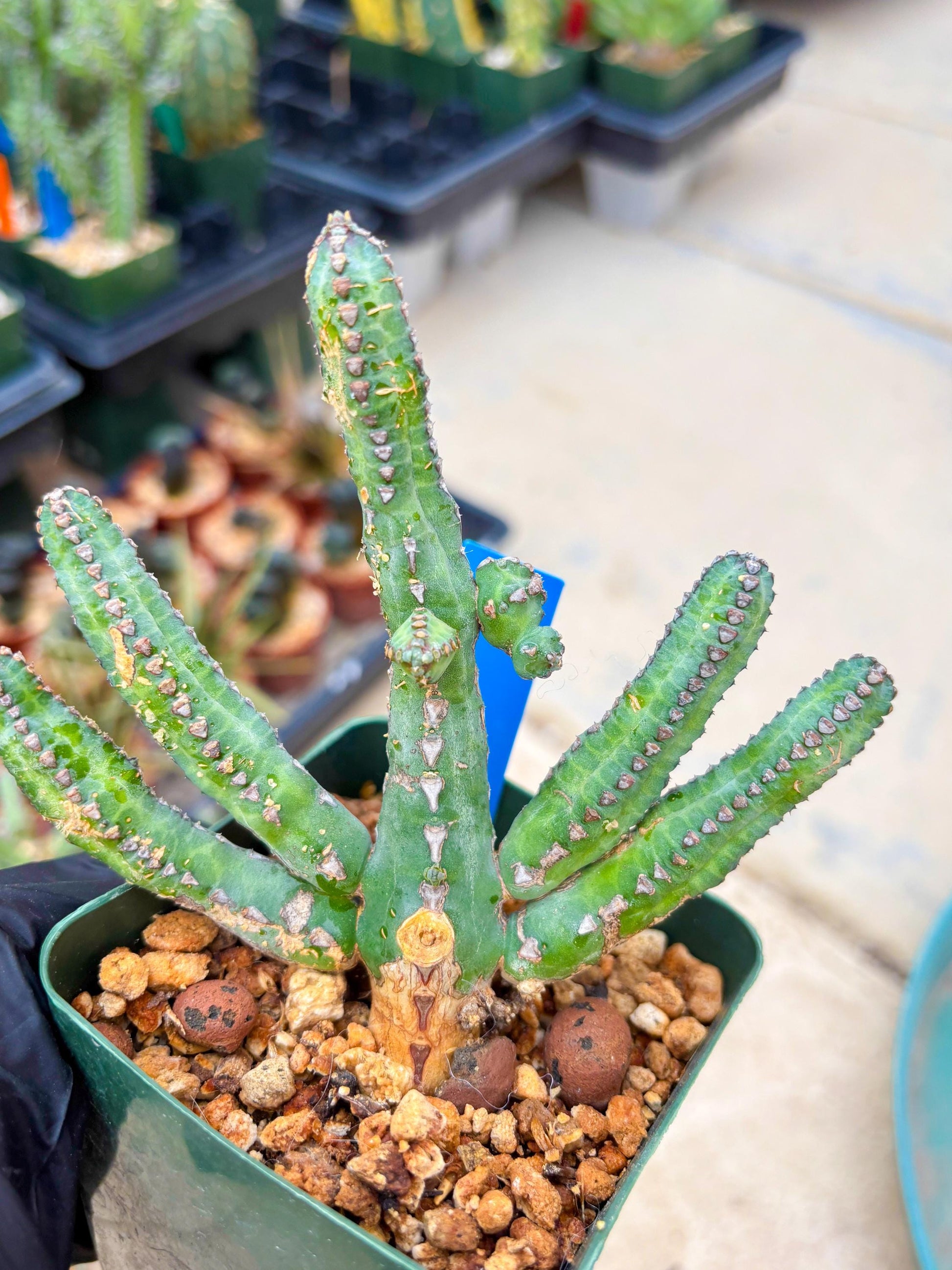 Euphorb Heterochroma (B) | Hard to Import!!! Each Branch can be propagated