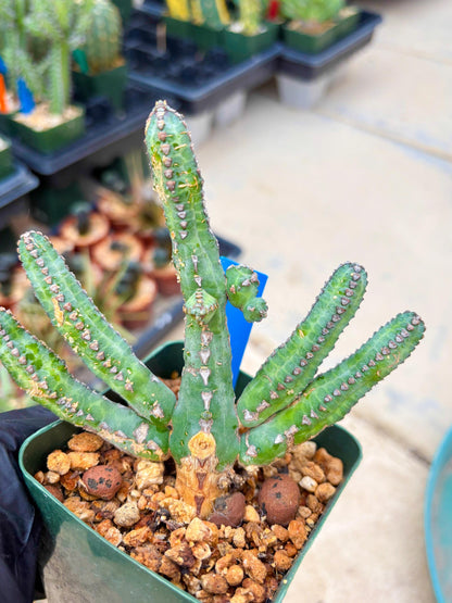 Euphorb Heterochroma (B) | Hard to Import!!! Each Branch can be propagated