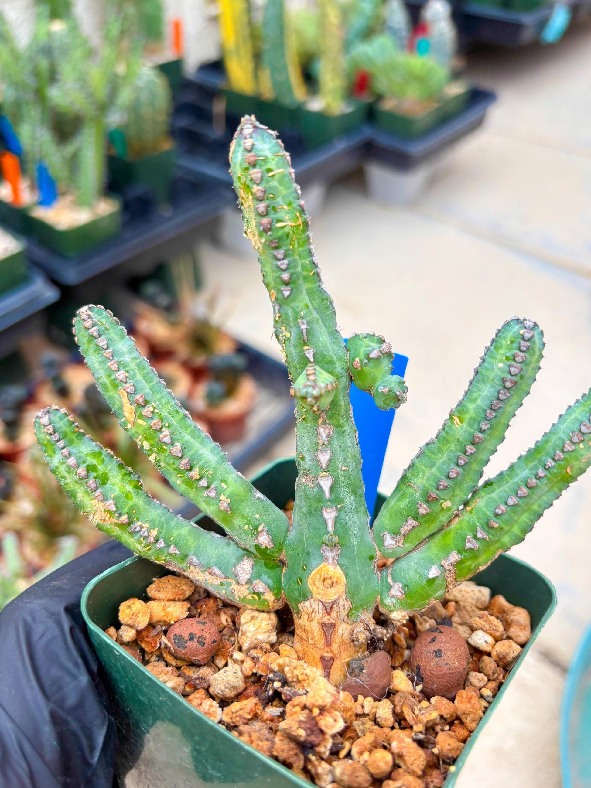 Euphorb Heterochroma (B) | Hard to Import!!! Each Branch can be propagated