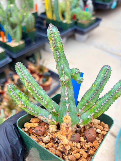 Euphorb Heterochroma (B) | Hard to Import!!! Each Branch can be propagated