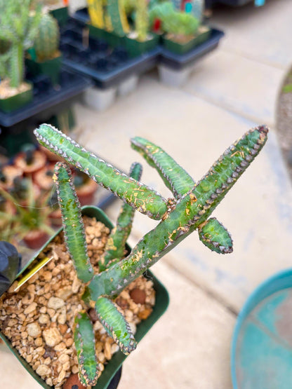 Euphorb Heterochroma (Y) | Hard to Import!!! Each Branch can be propagated