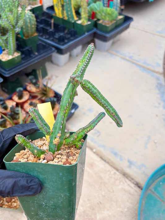 Euphorb Heterochroma (Y) | Hard to Import!!! Each Branch can be propagated