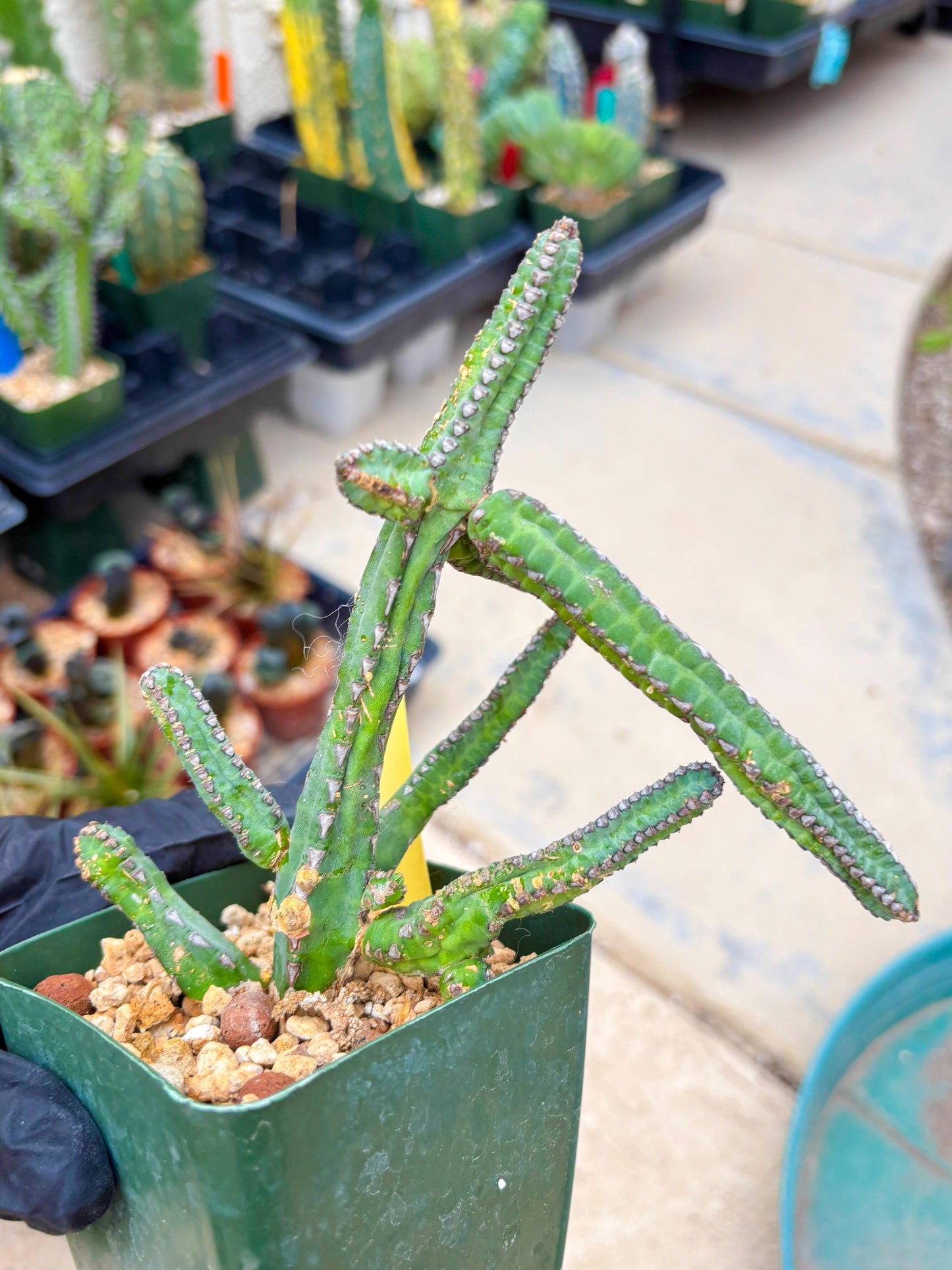 Euphorb Heterochroma (Y) | Hard to Import!!! Each Branch can be propagated