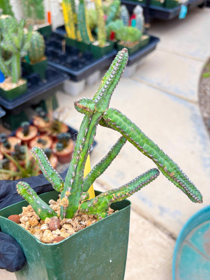 Euphorb Heterochroma (Y) | Hard to Import!!! Each Branch can be propagated