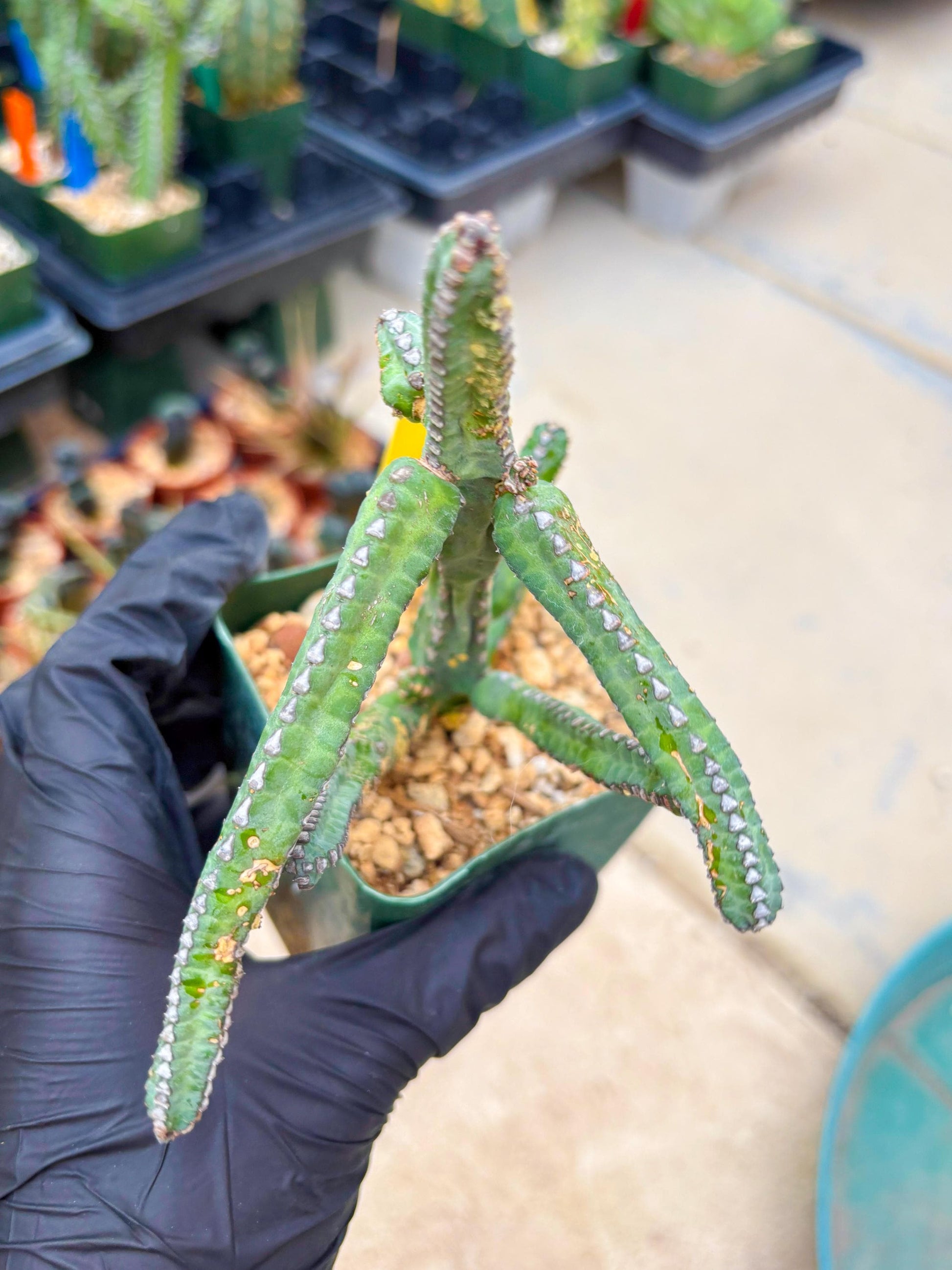 Euphorb Heterochroma (Y) | Hard to Import!!! Each Branch can be propagated