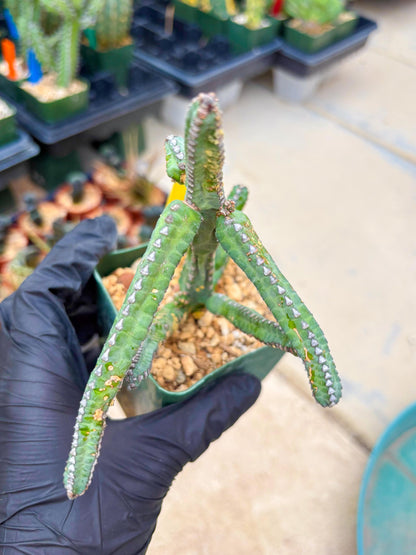 Euphorb Heterochroma (Y) | Hard to Import!!! Each Branch can be propagated