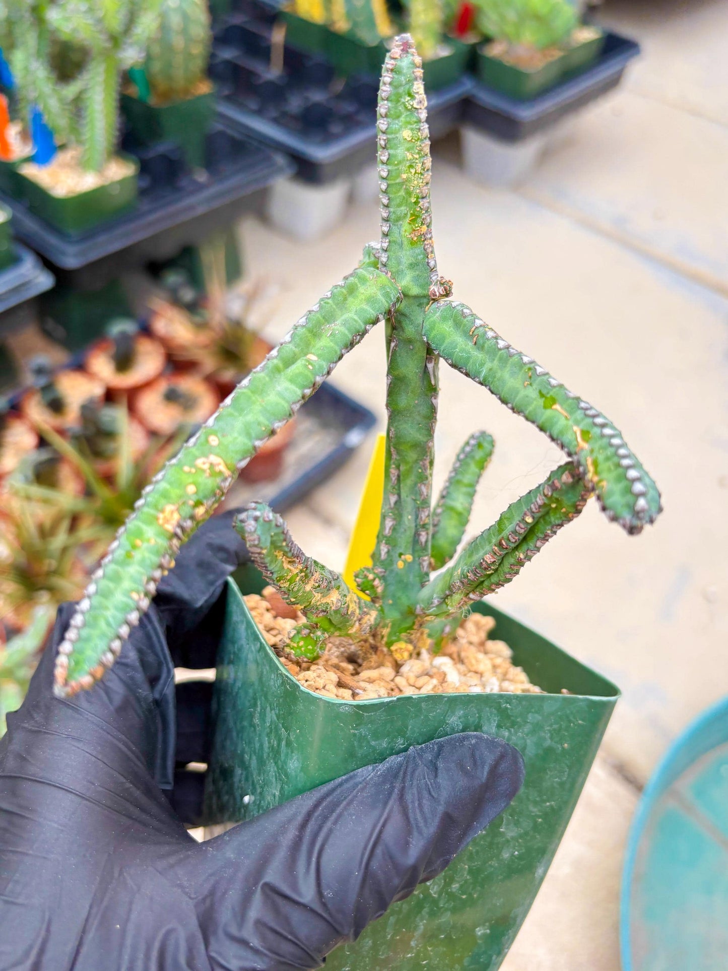 Euphorb Heterochroma (Y) | Hard to Import!!! Each Branch can be propagated