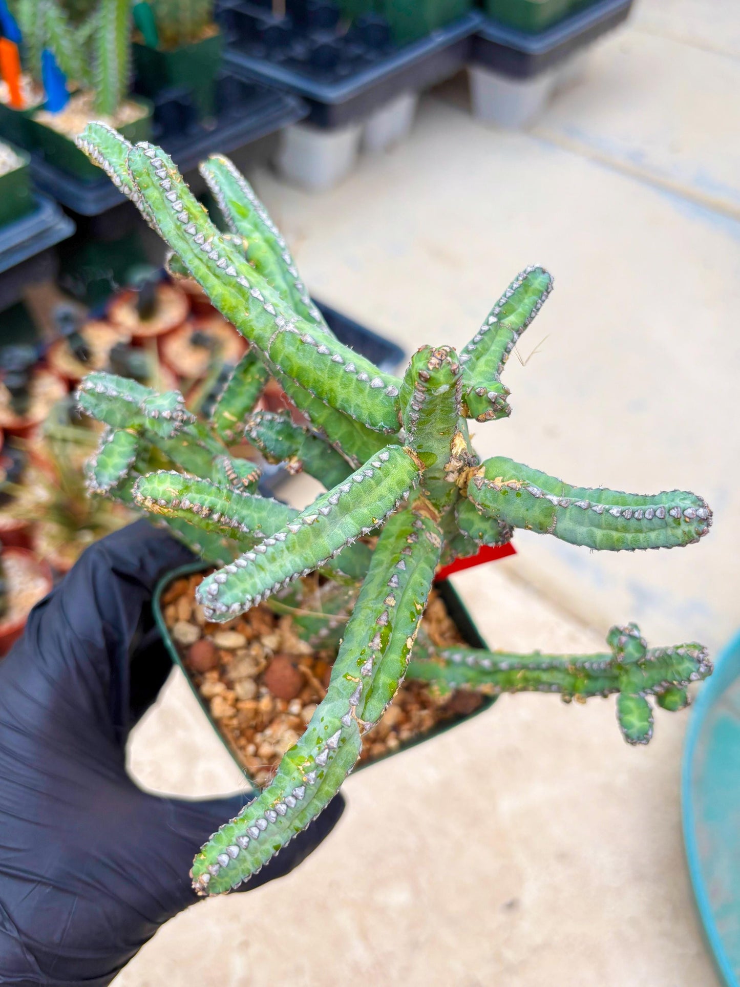 Euphorb Heterochroma (R) | Hard to Import!!! Each Branch can be propagated