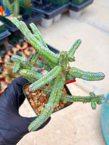Euphorb Heterochroma (R) | Hard to Import!!! Each Branch can be propagated