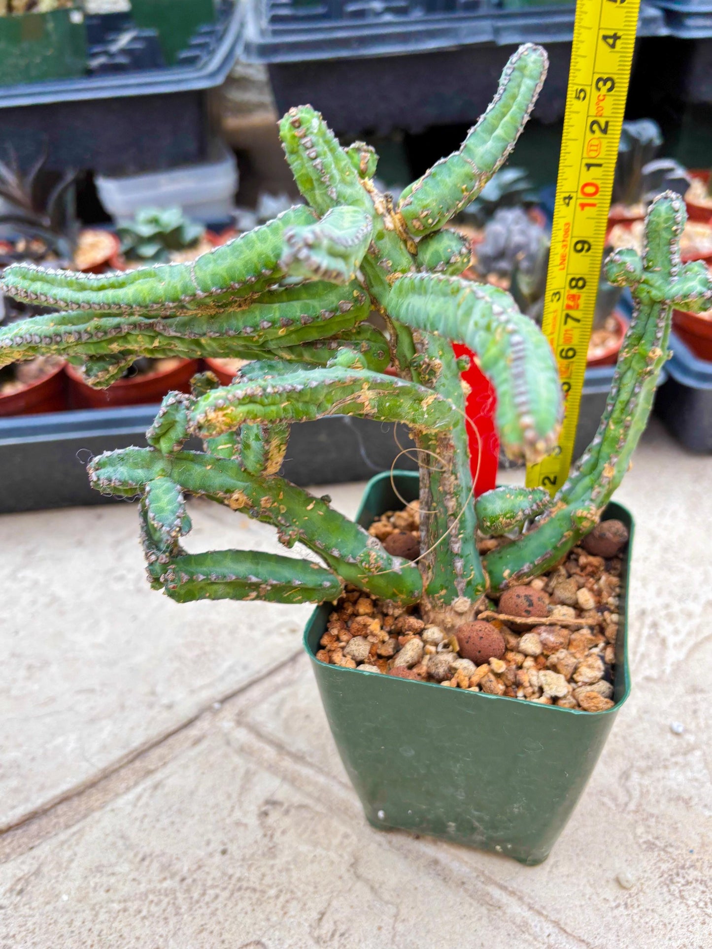 Euphorb Heterochroma (R) | Hard to Import!!! Each Branch can be propagated