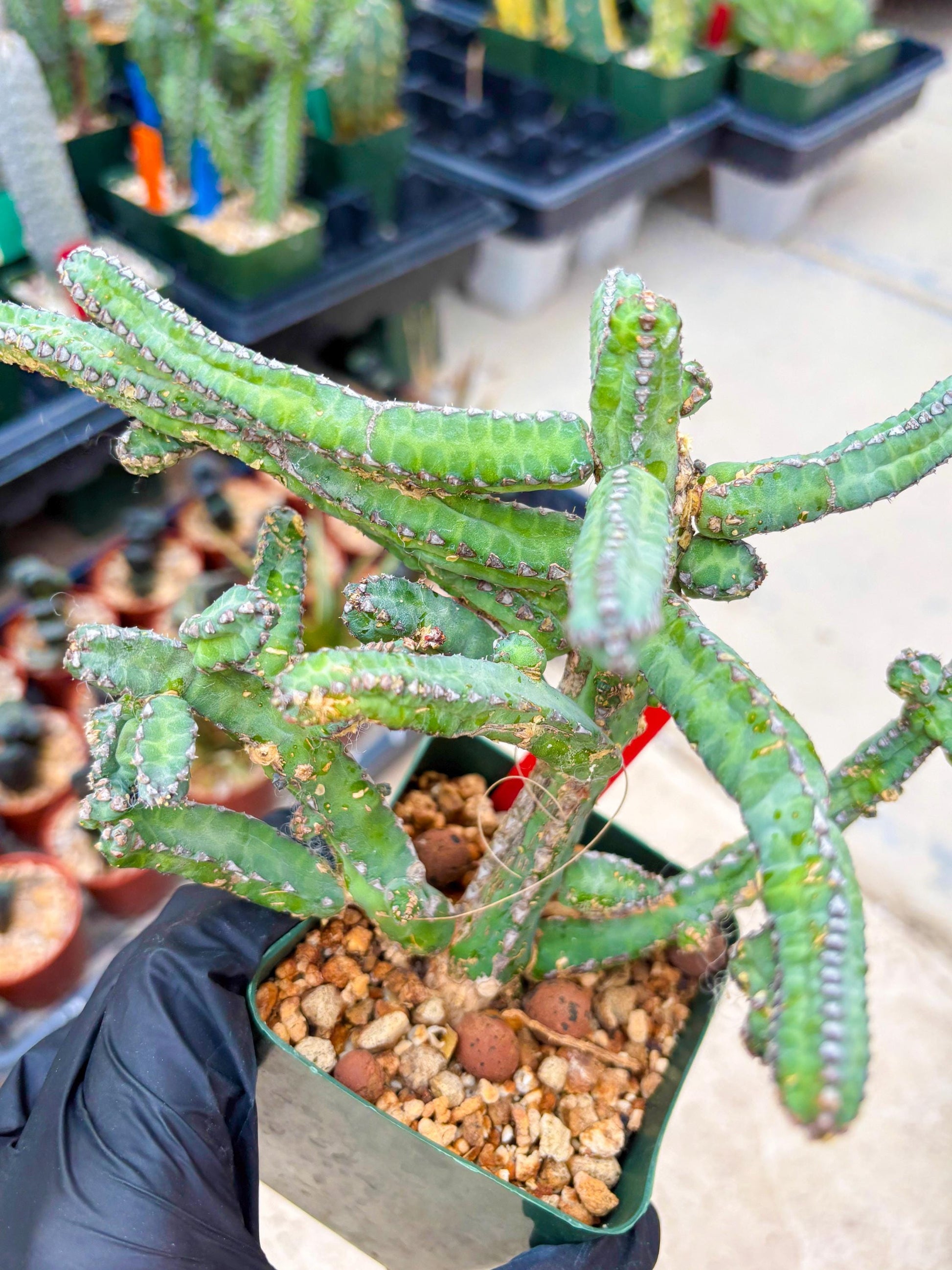 Euphorb Heterochroma (R) | Hard to Import!!! Each Branch can be propagated