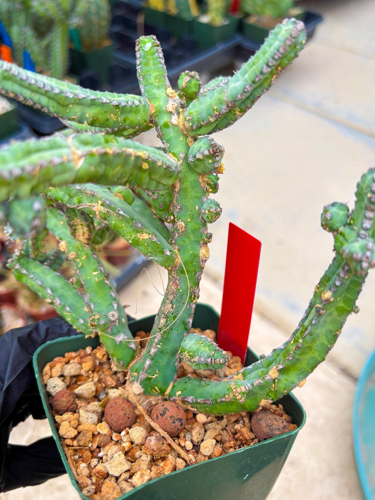 Euphorb Heterochroma (R) | Hard to Import!!! Each Branch can be propagated