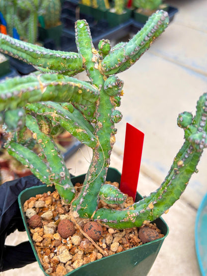 Euphorb Heterochroma (R) | Hard to Import!!! Each Branch can be propagated