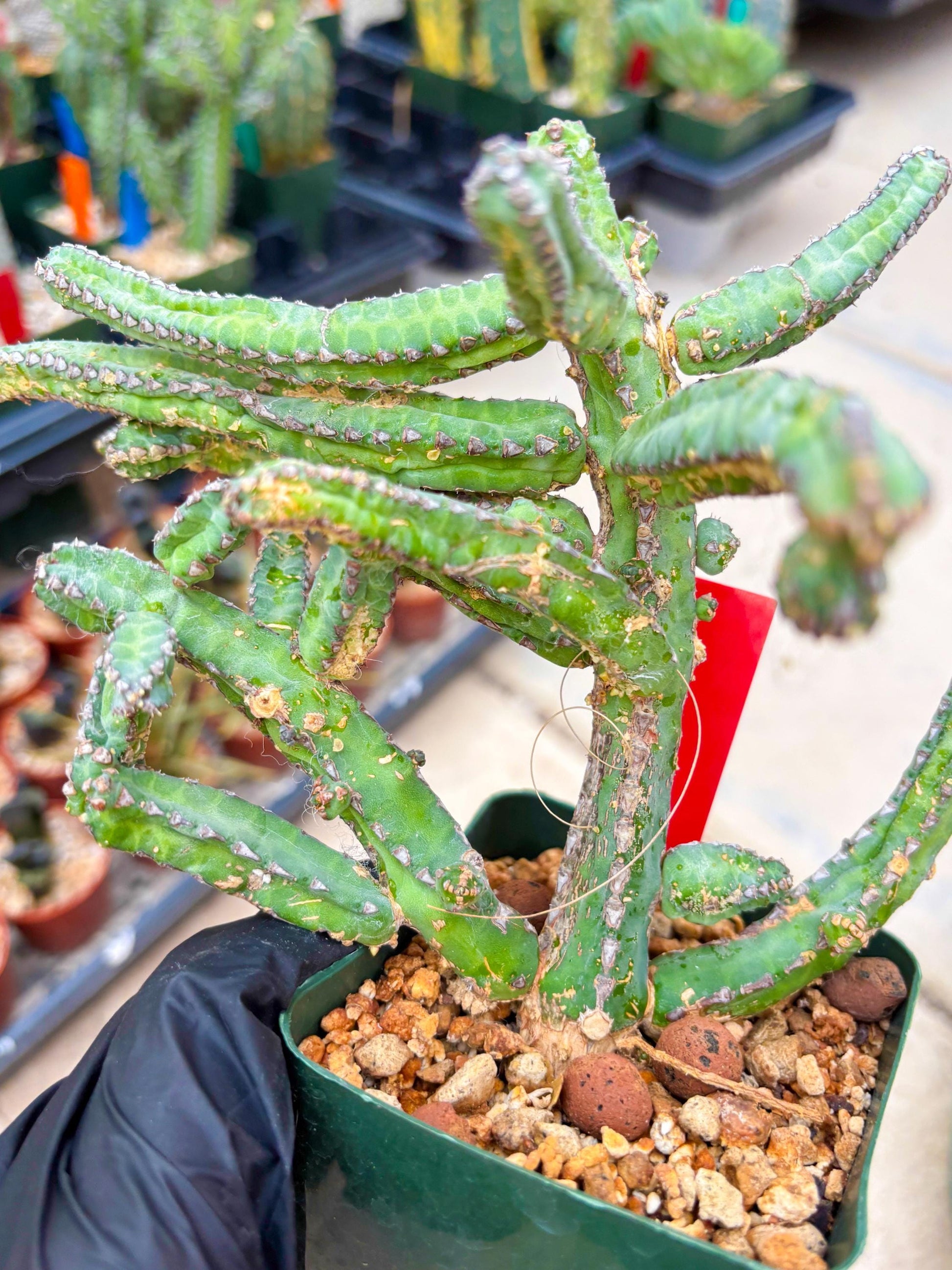 Euphorb Heterochroma (R) | Hard to Import!!! Each Branch can be propagated