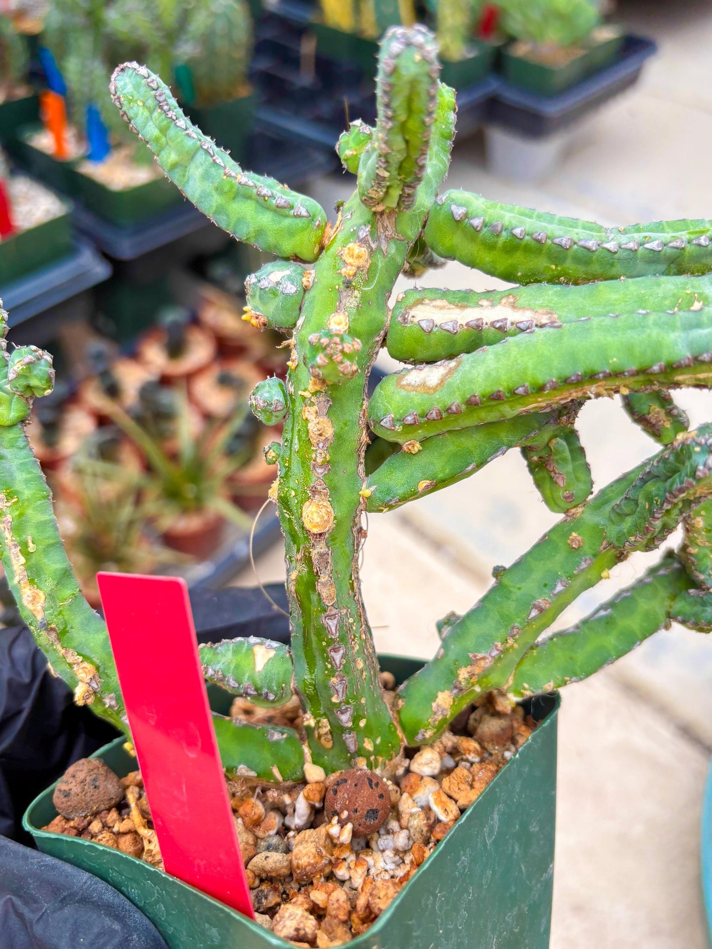 Euphorb Heterochroma (R) | Hard to Import!!! Each Branch can be propagated