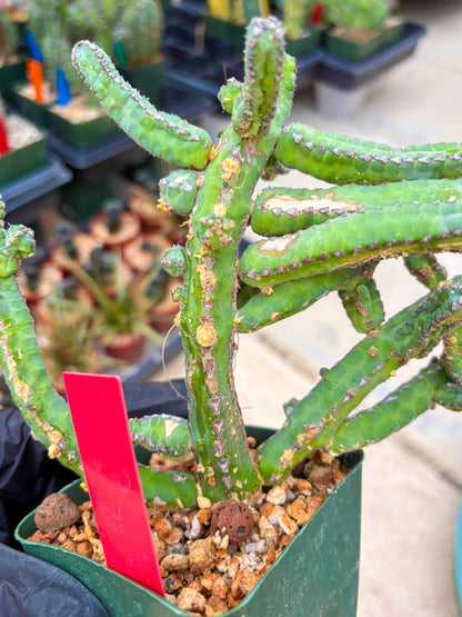 Euphorb Heterochroma (R) | Hard to Import!!! Each Branch can be propagated