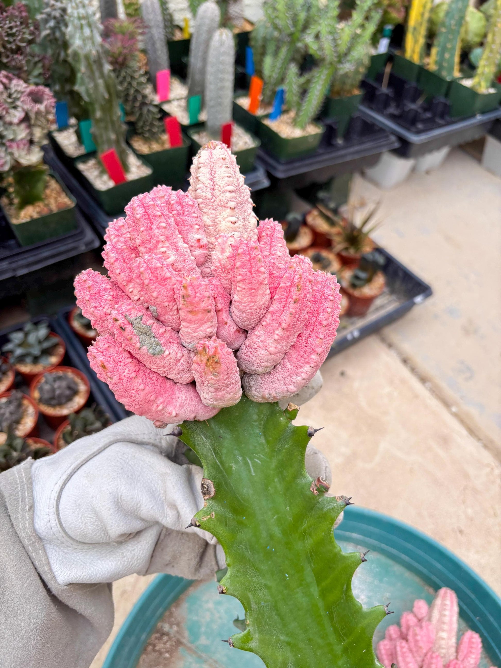 Euphorb Abdelkuri variegated Pink (Blue) | ONLY For Advanced Grower